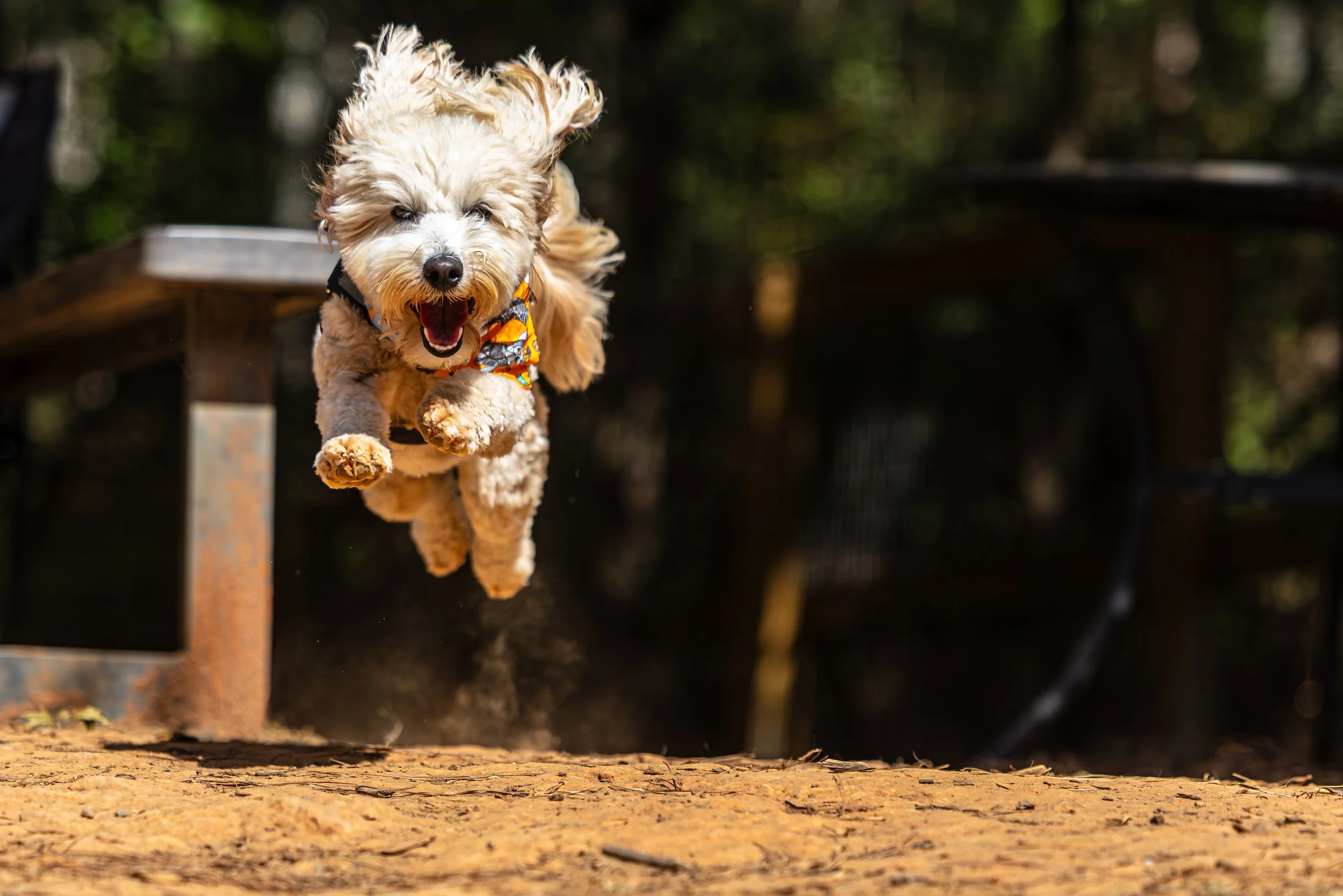 Speak Reunion19October202482-Enhanced-NR.jpg