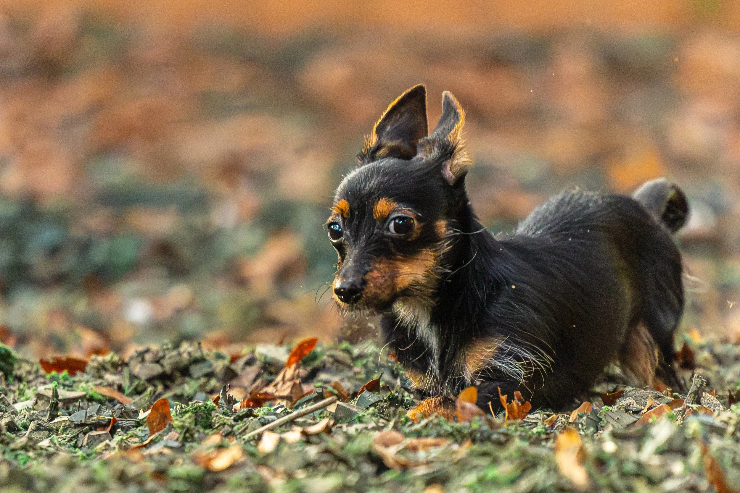 Doris MaTiny09Nov2024274-Enhanced-NR.jpg