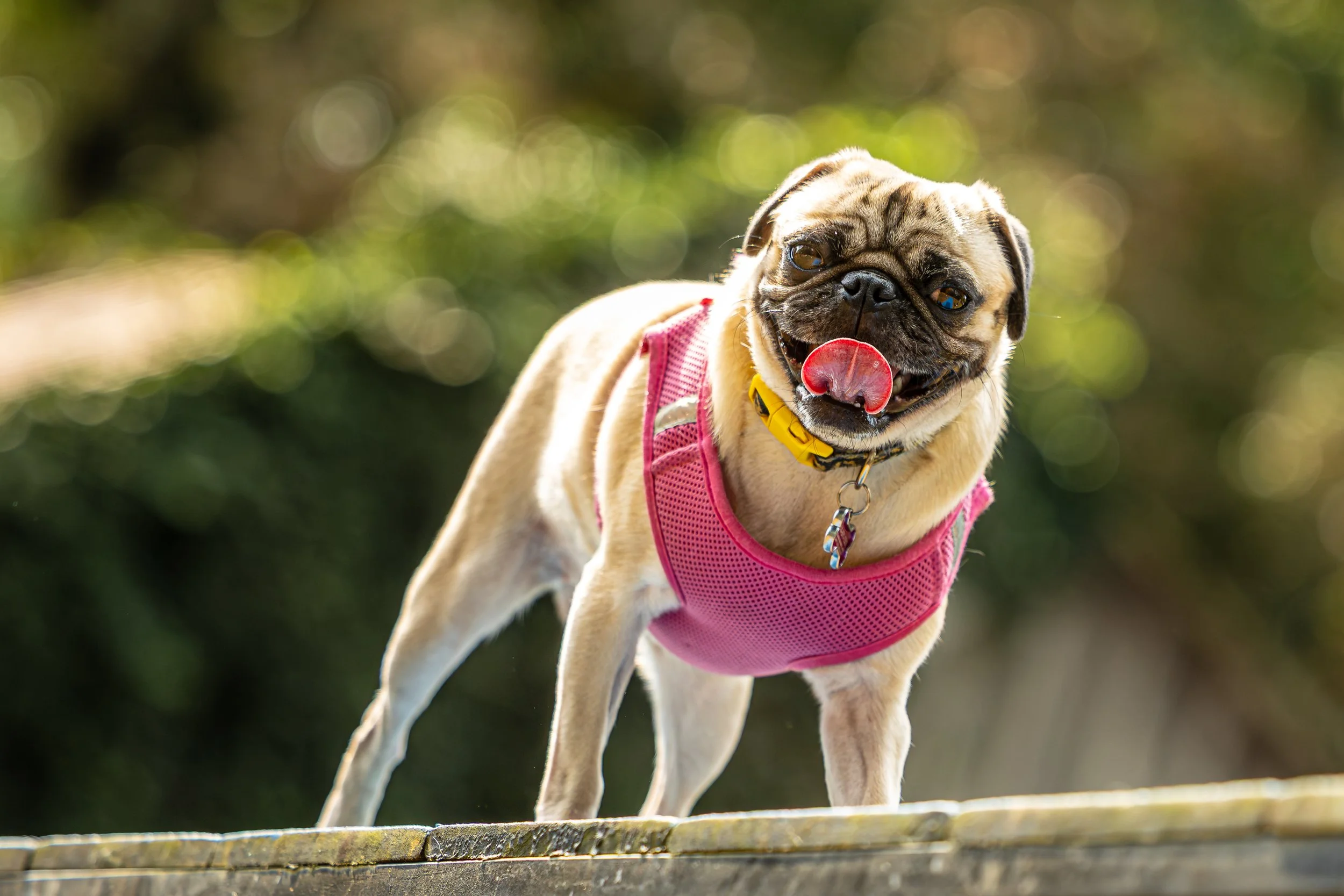 Speak Party18Oct2025335.jpg