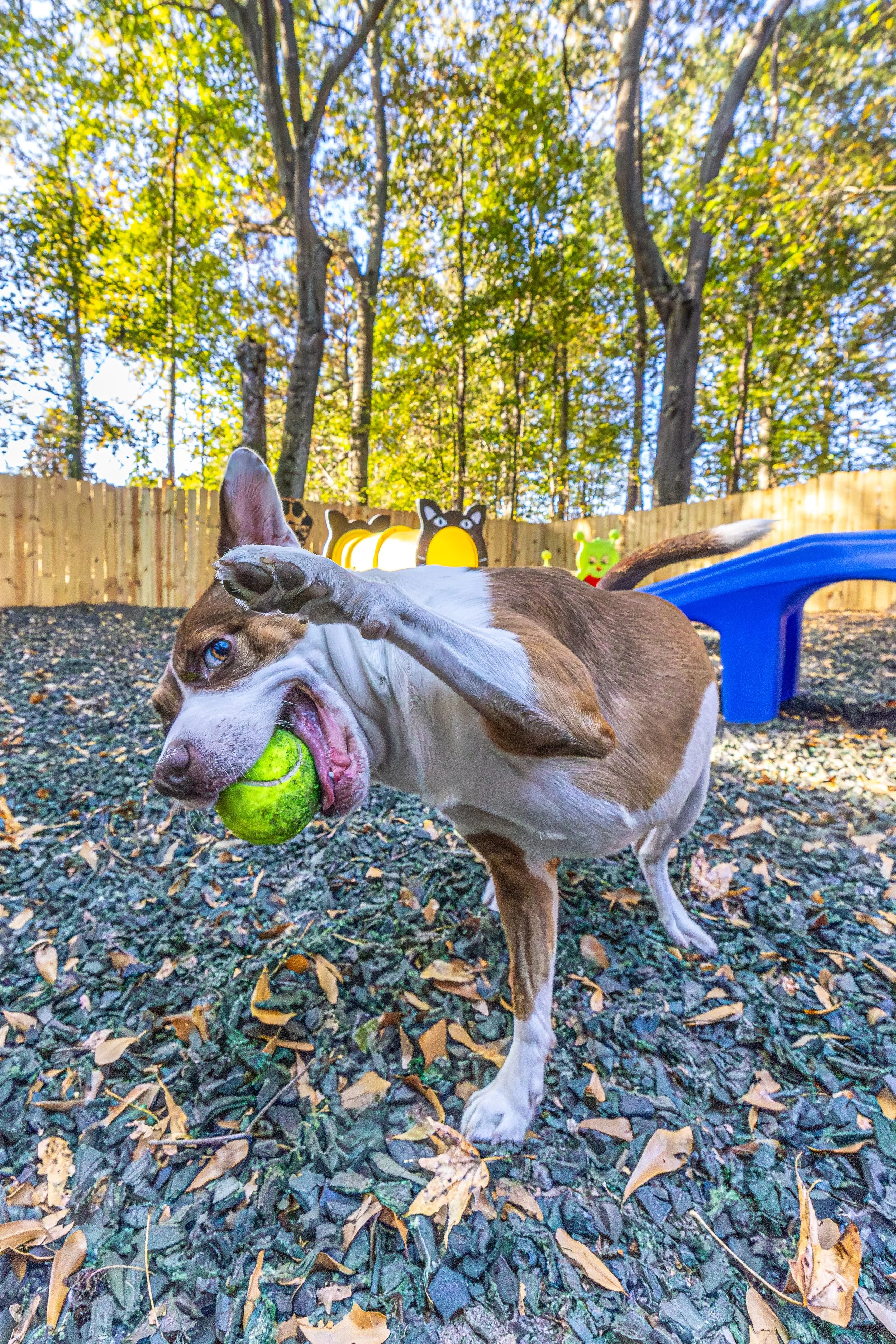 Hawaiian Roll25Oct2025387.jpg