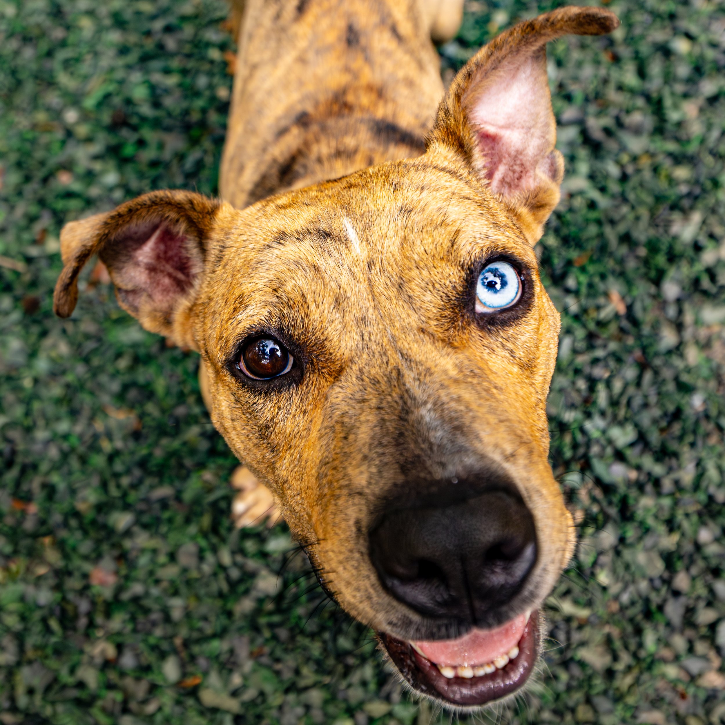 Mama hen19Jul202574.jpg