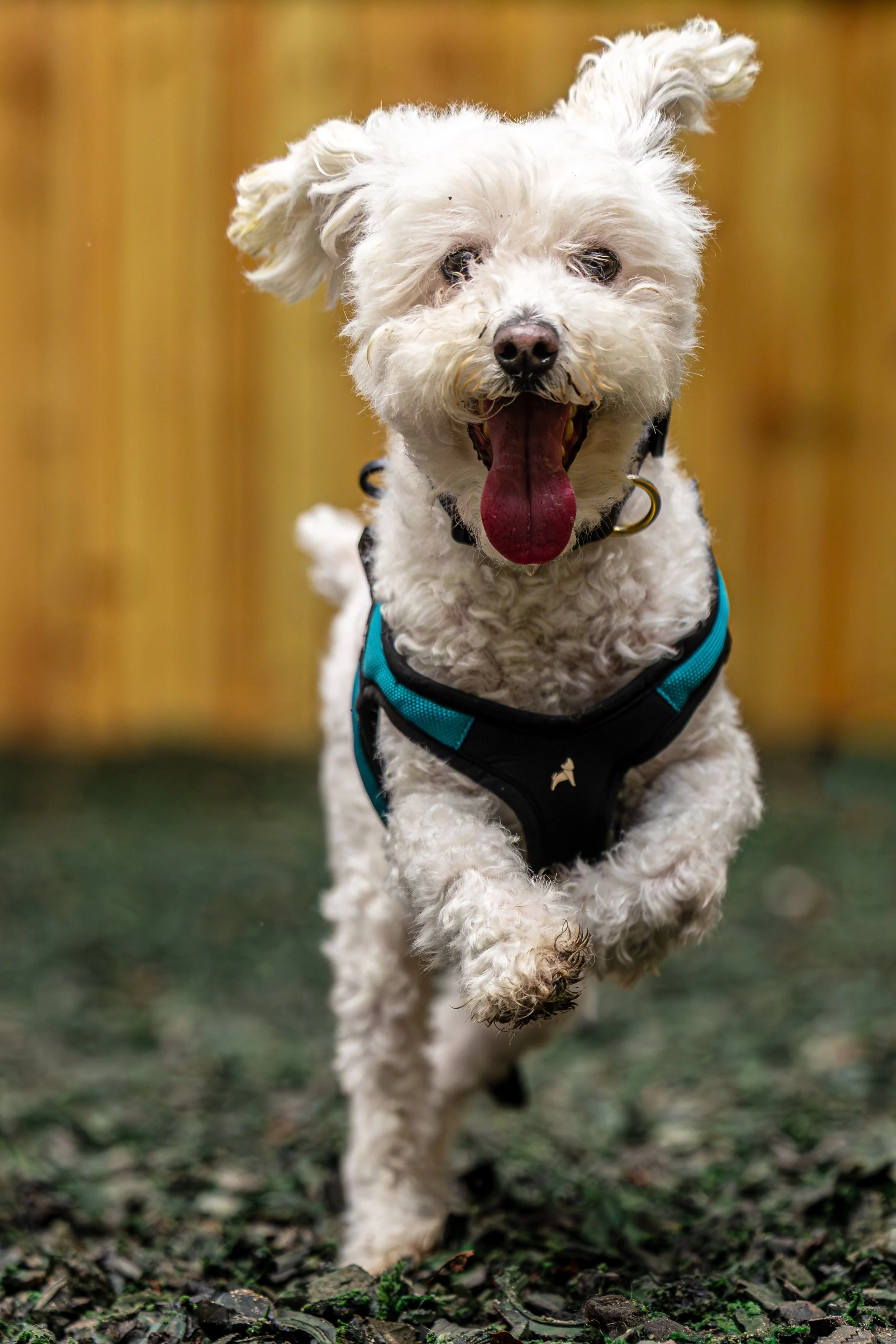 Fuzzy Navel16Aug2025262.jpg