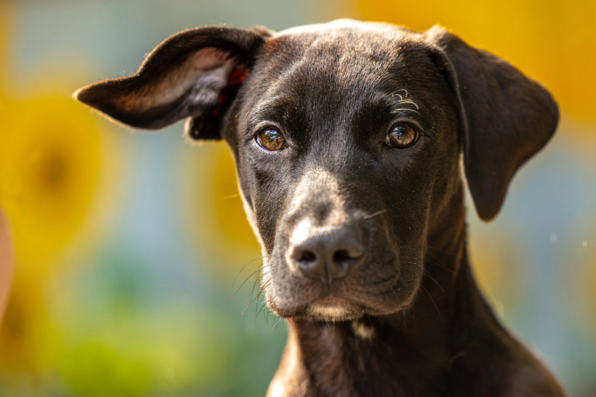 Choco Taco22July2023040-Enhanced-NR.jpg