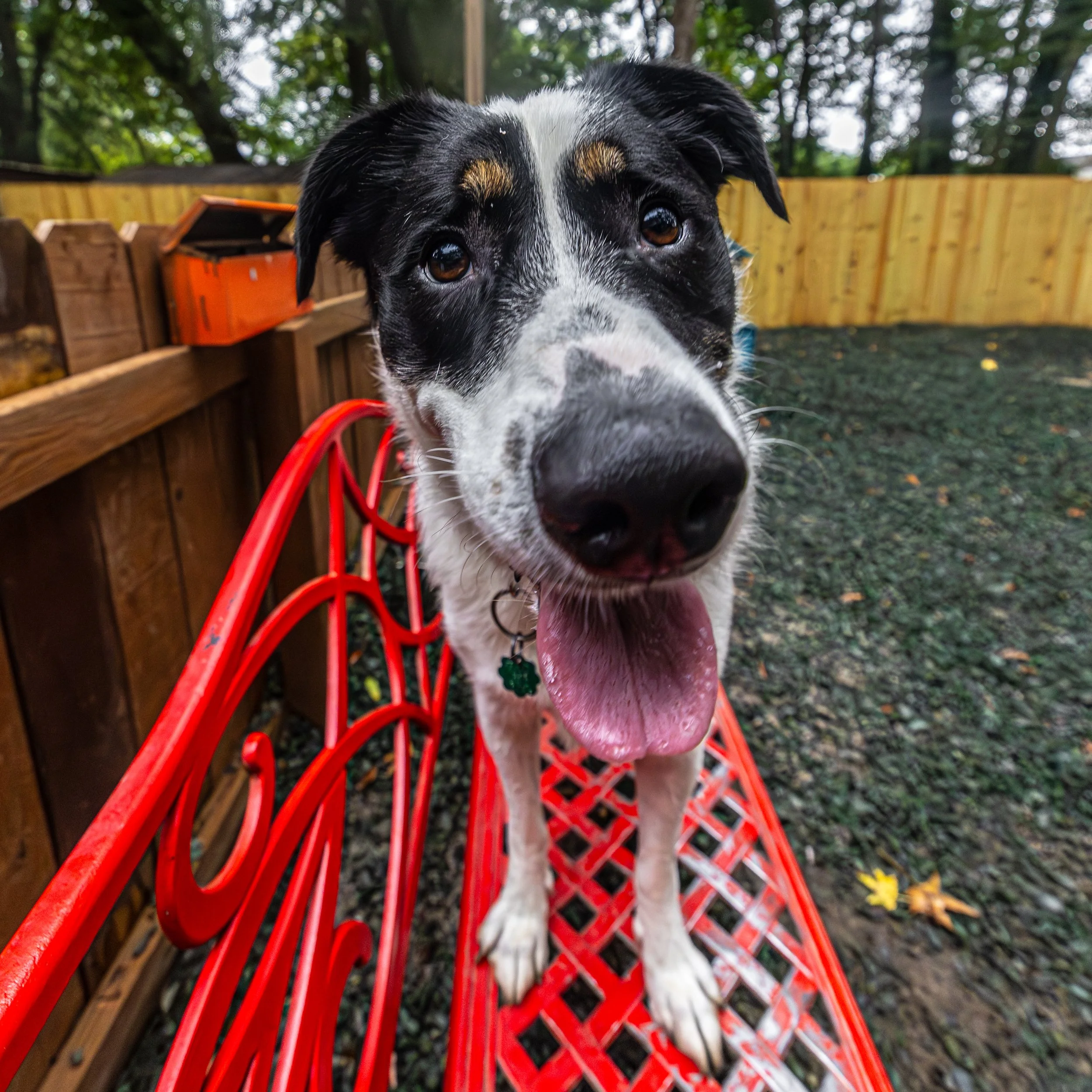 Pawzzy Osbourne02Aug202588.jpg