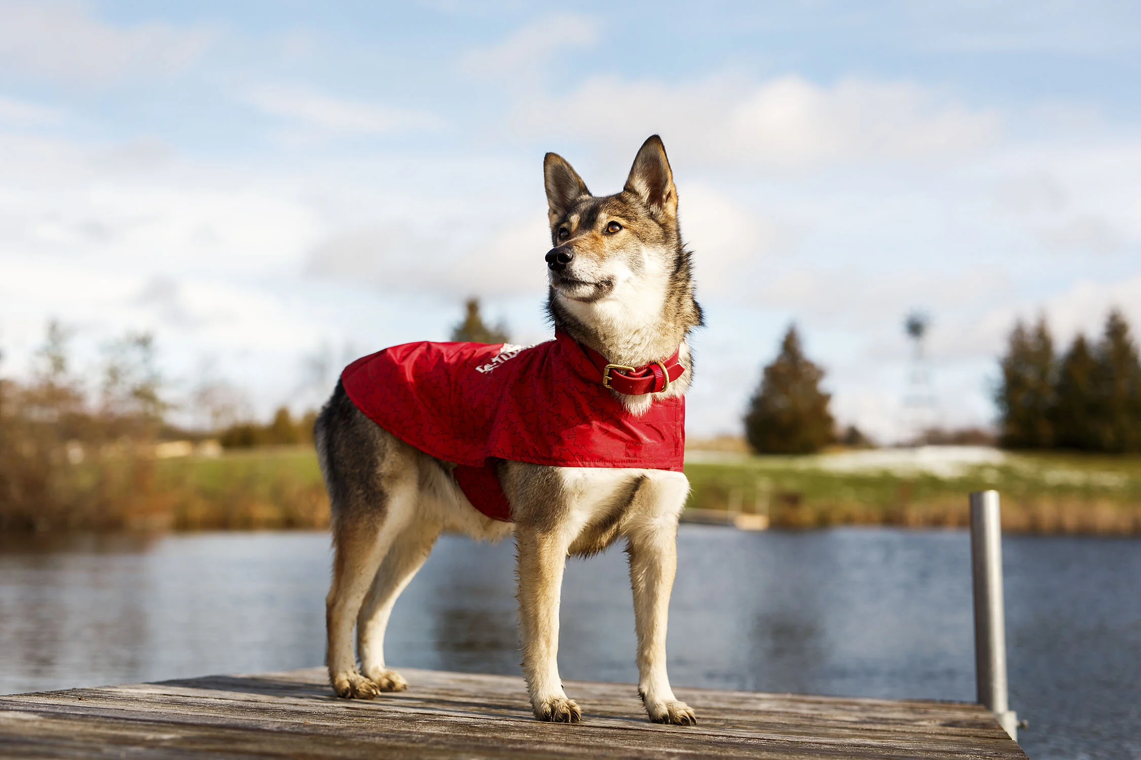 Beaver Canoe Dog Photography & Video Campaign — Worker Bee Supply