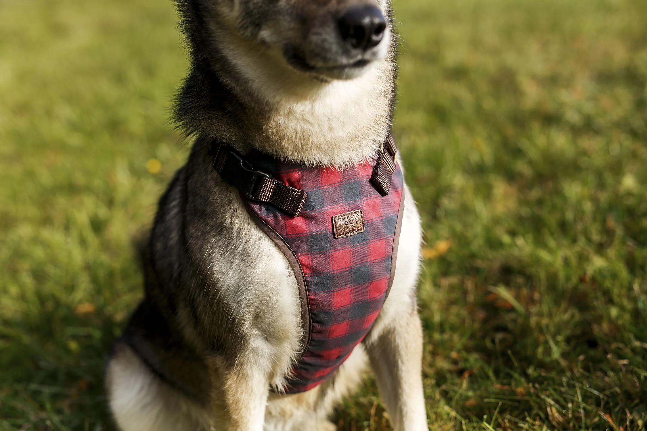 Beaver Canoe Dog Photography & Video Campaign — Worker Bee Supply