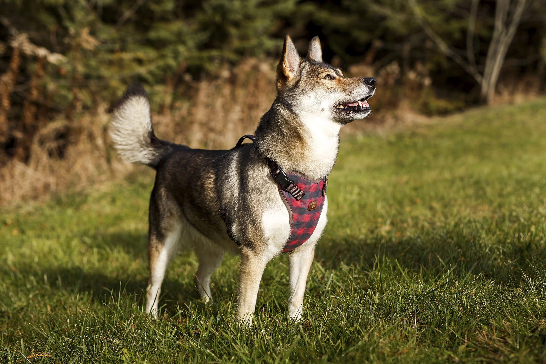 Beaver Canoe Dog Photography & Video Campaign — Worker Bee Supply