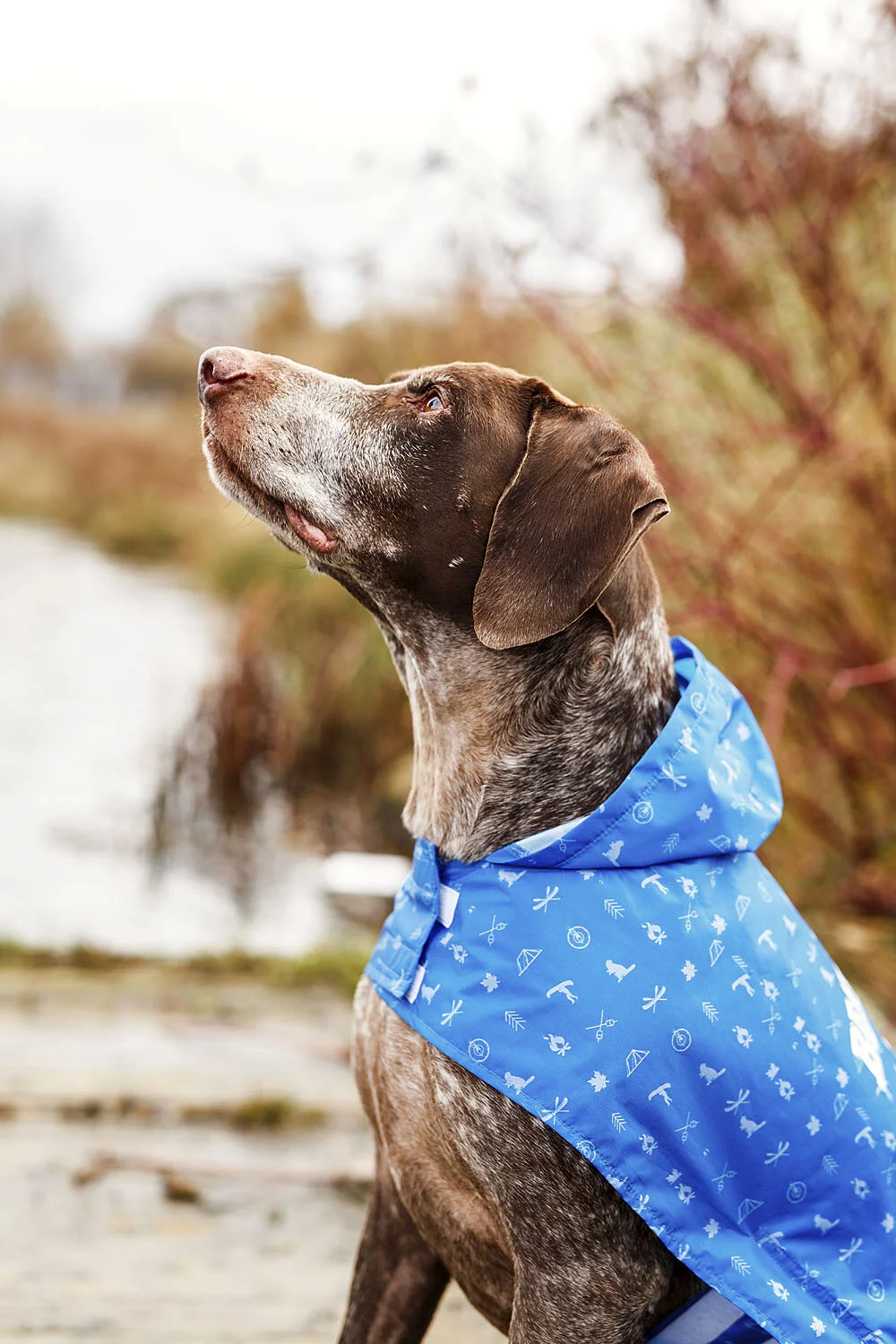 Beaver Canoe Dog Photography & Video Campaign — Worker Bee Supply