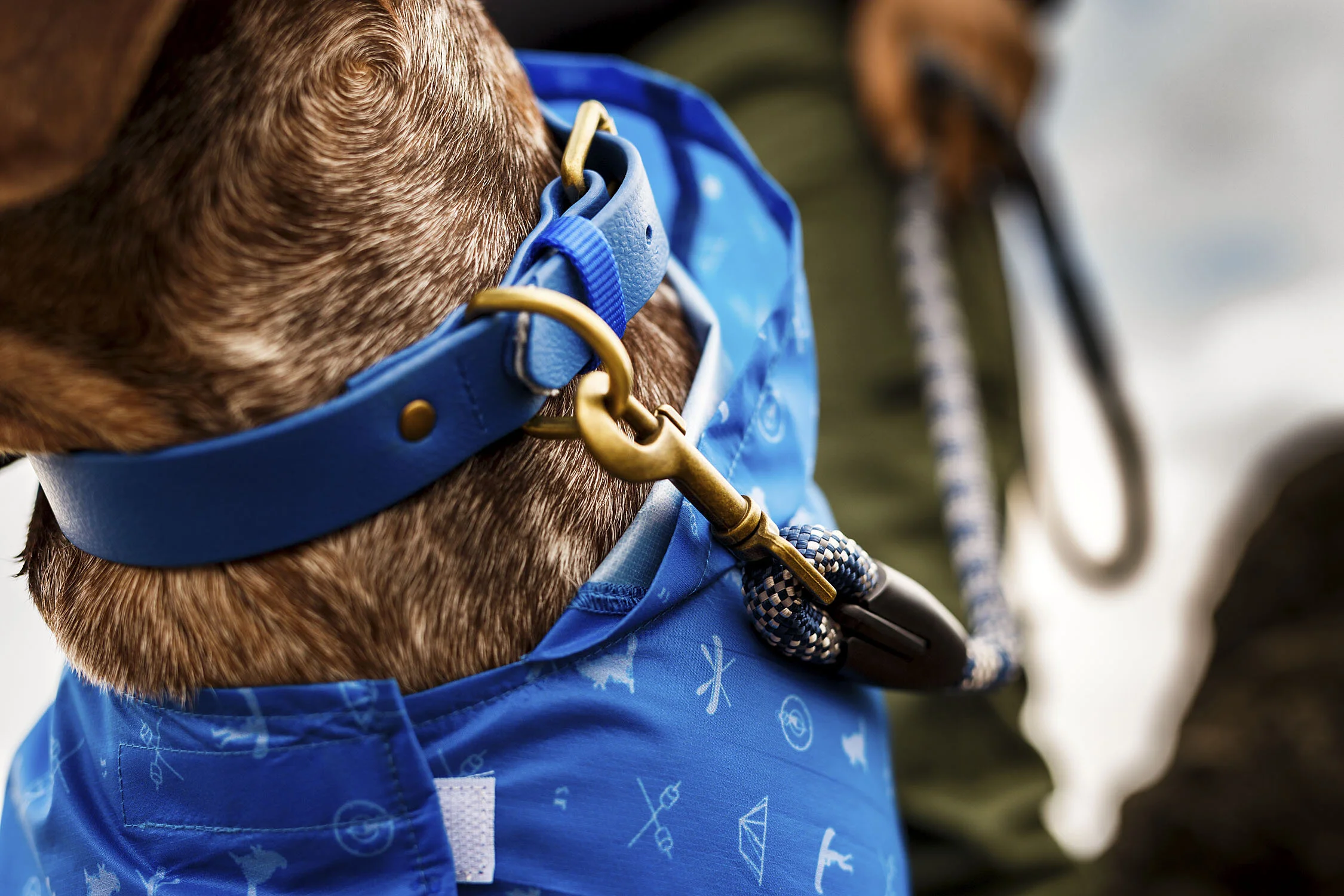 Beaver Canoe Dog Photography & Video Campaign — Worker Bee Supply