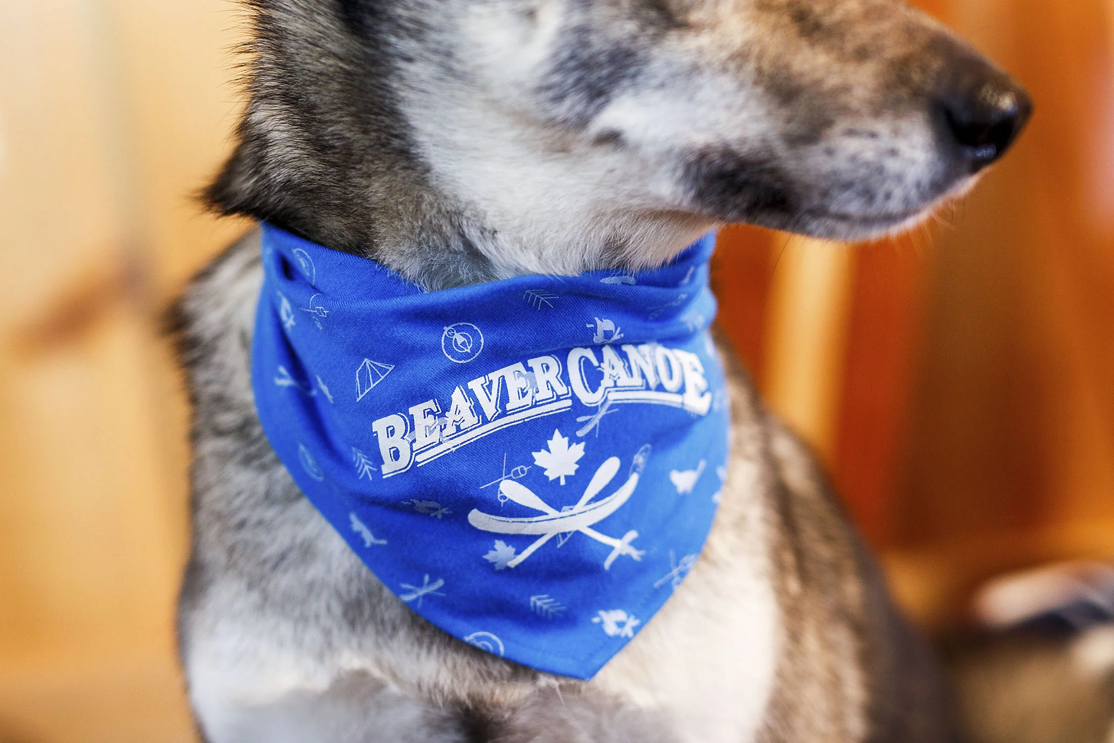 Beaver Canoe Dog Photography & Video Campaign — Worker Bee Supply