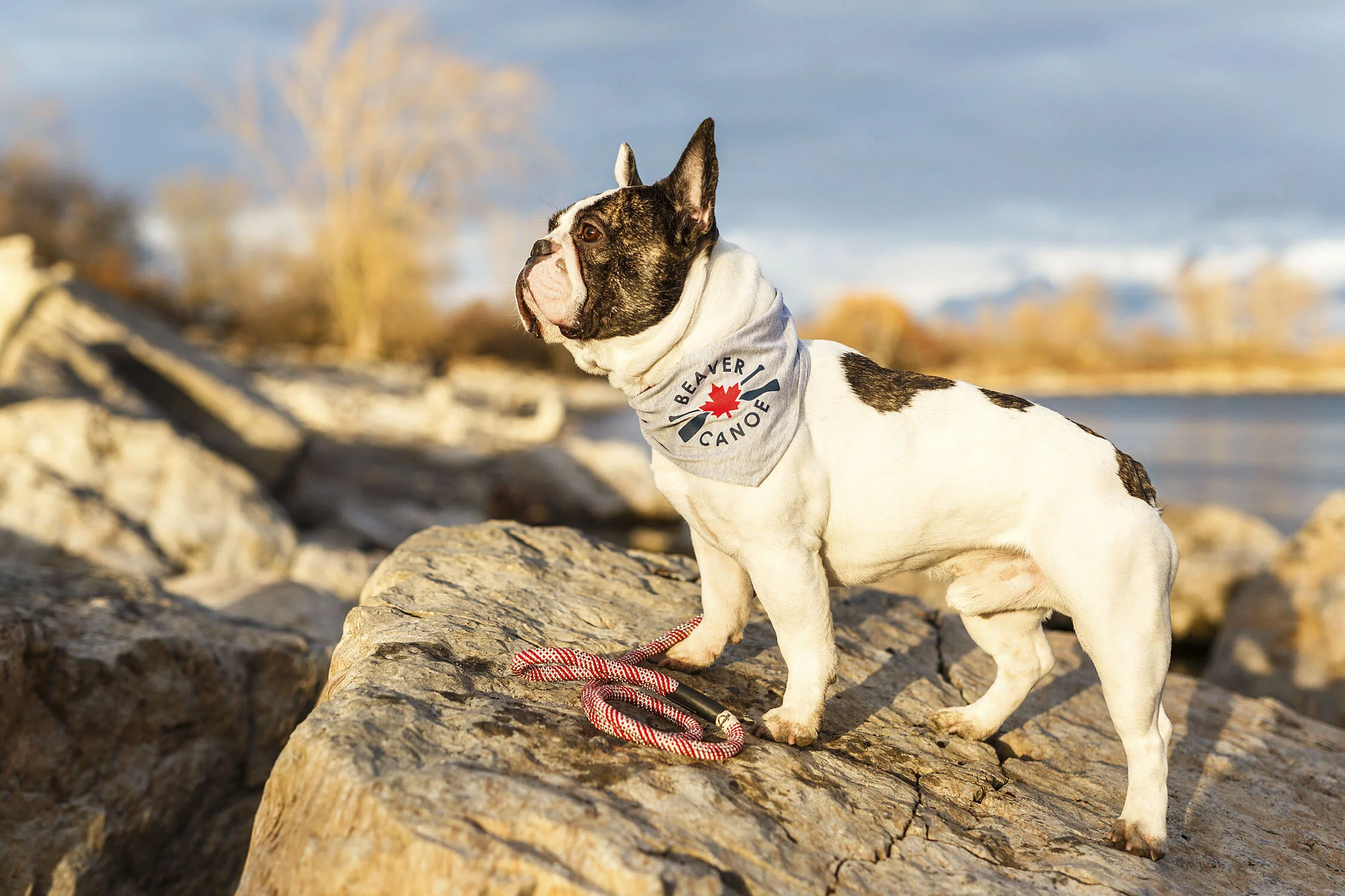 Professional Animal Photography for Beaver Canoe