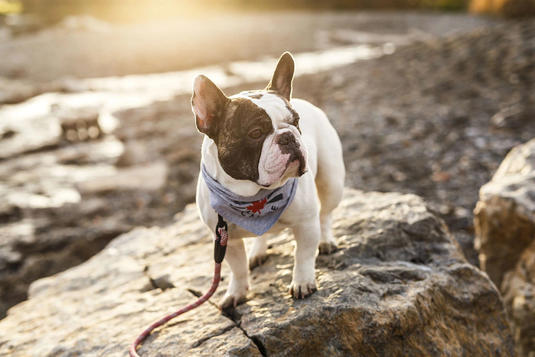 Professional Dog Portrait in Toronto for Beaver Canoe