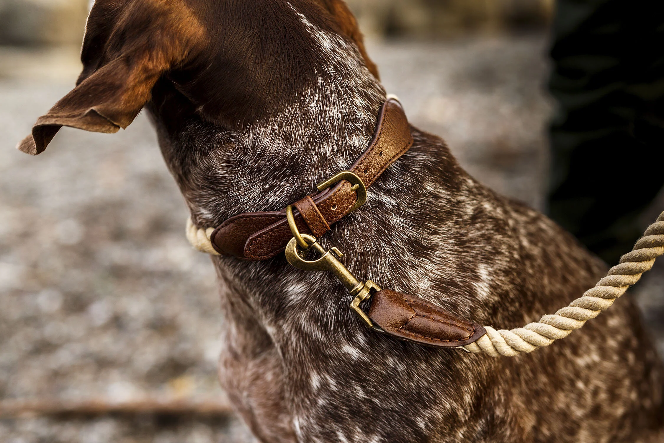 Commercial Dog Photographer in Toronto