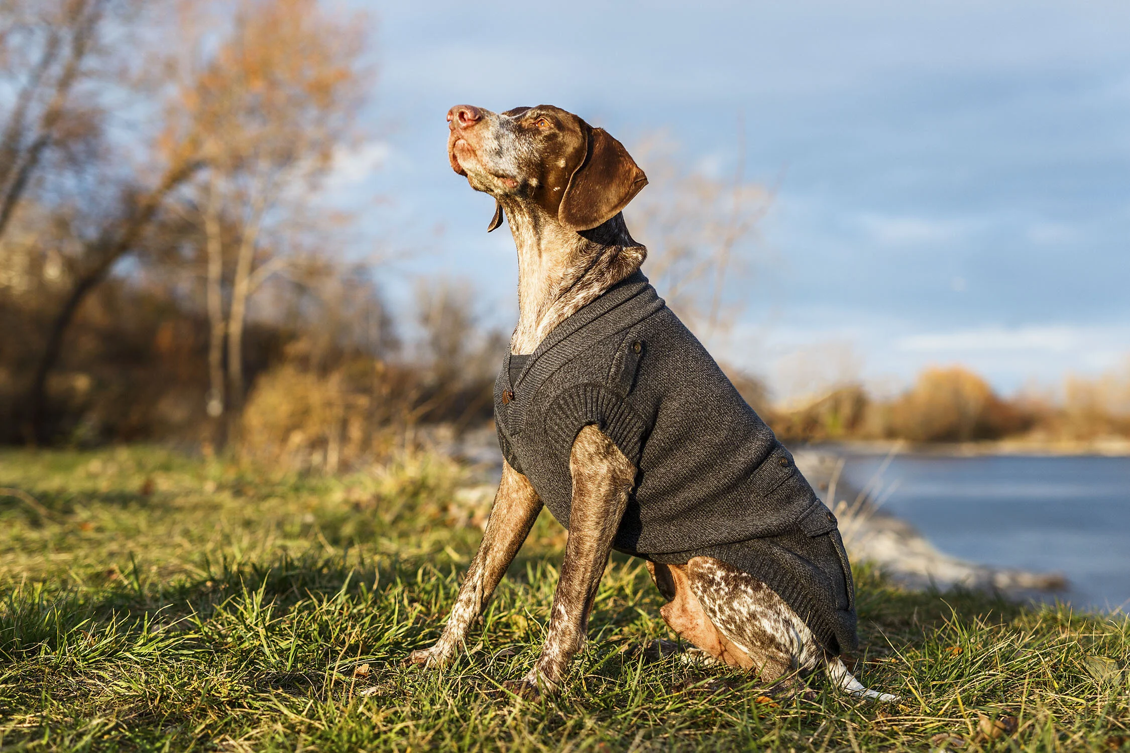 Best Toronto Dog Photography by Worker Bee Supply
