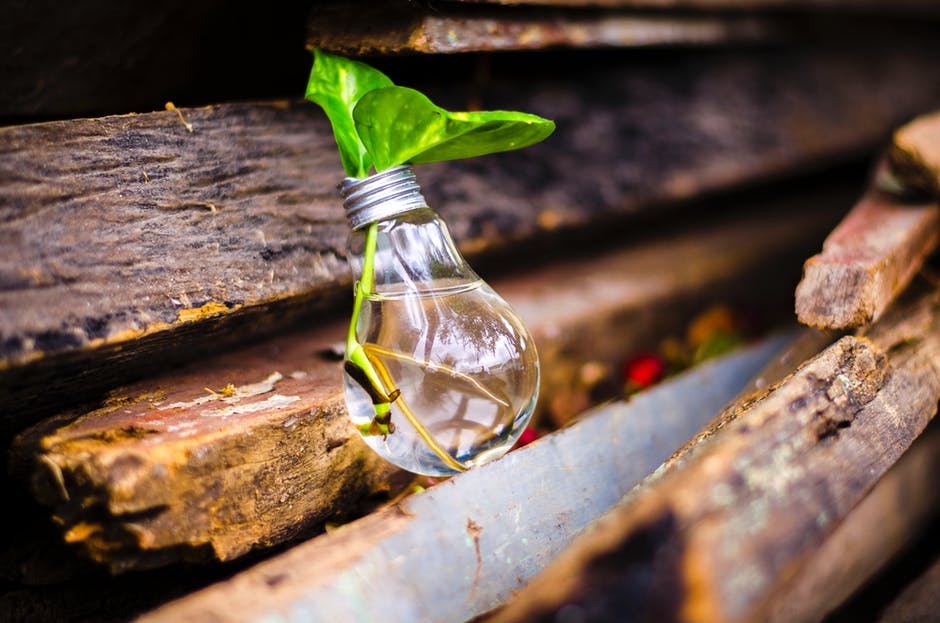 bulb-plant-pexels-photo-315658.jpeg