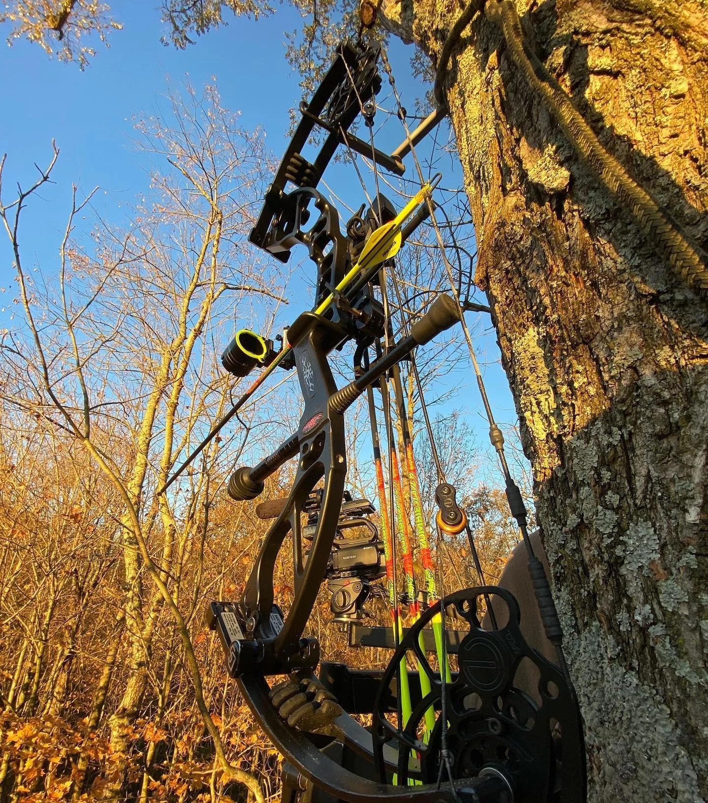 AA Joe T bow hanging in tree.jpg