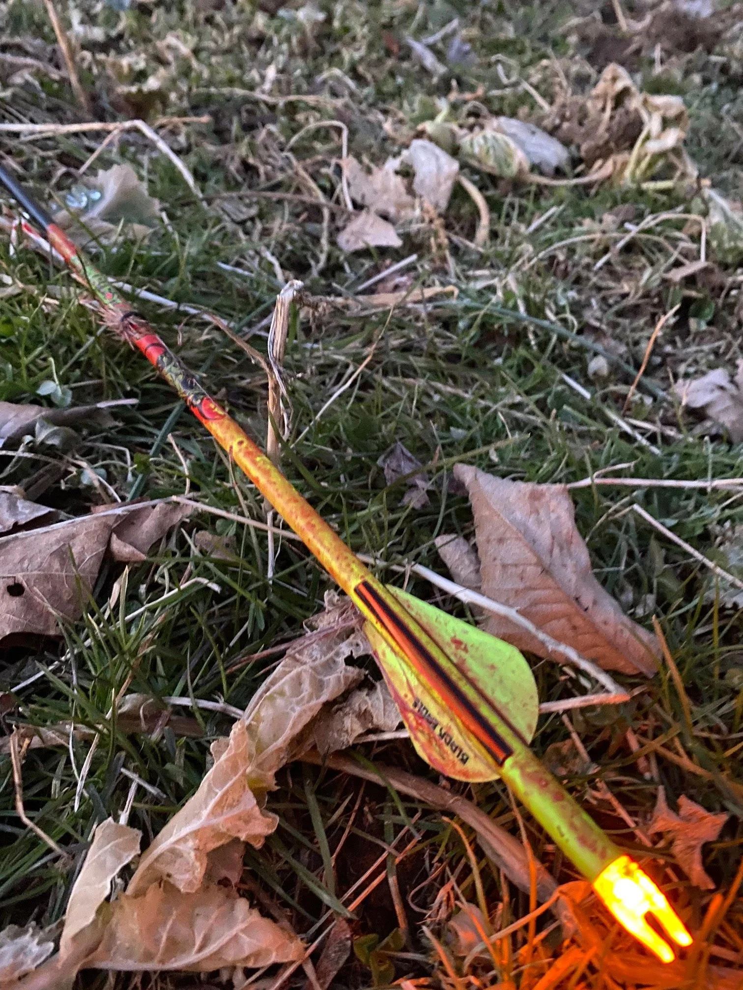 AA Joe T deer arrow 2021.jpg