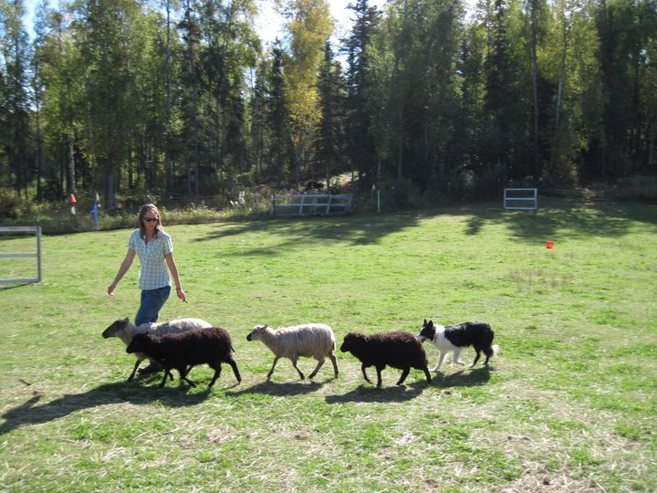 Herding with Jack in Alaska.jpg