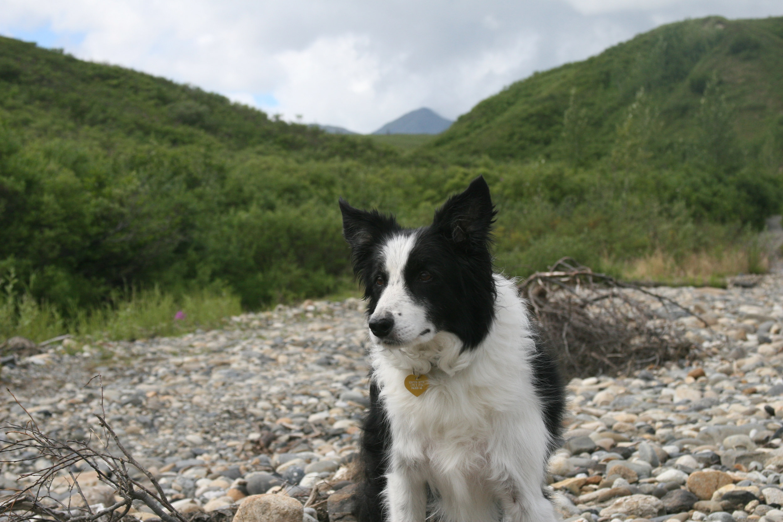 Jack at Peter's Creek.jpg