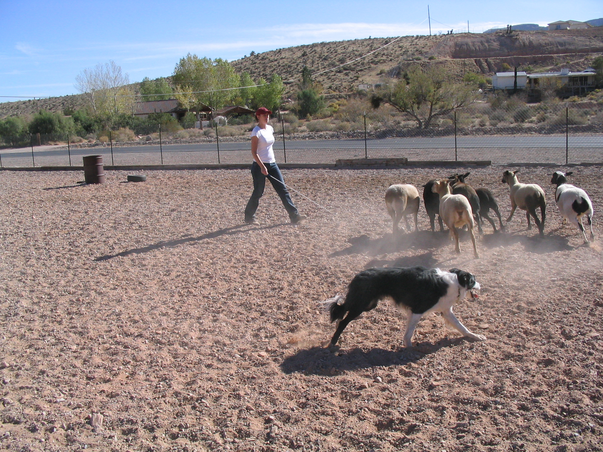 Jack herding in NV.jpg