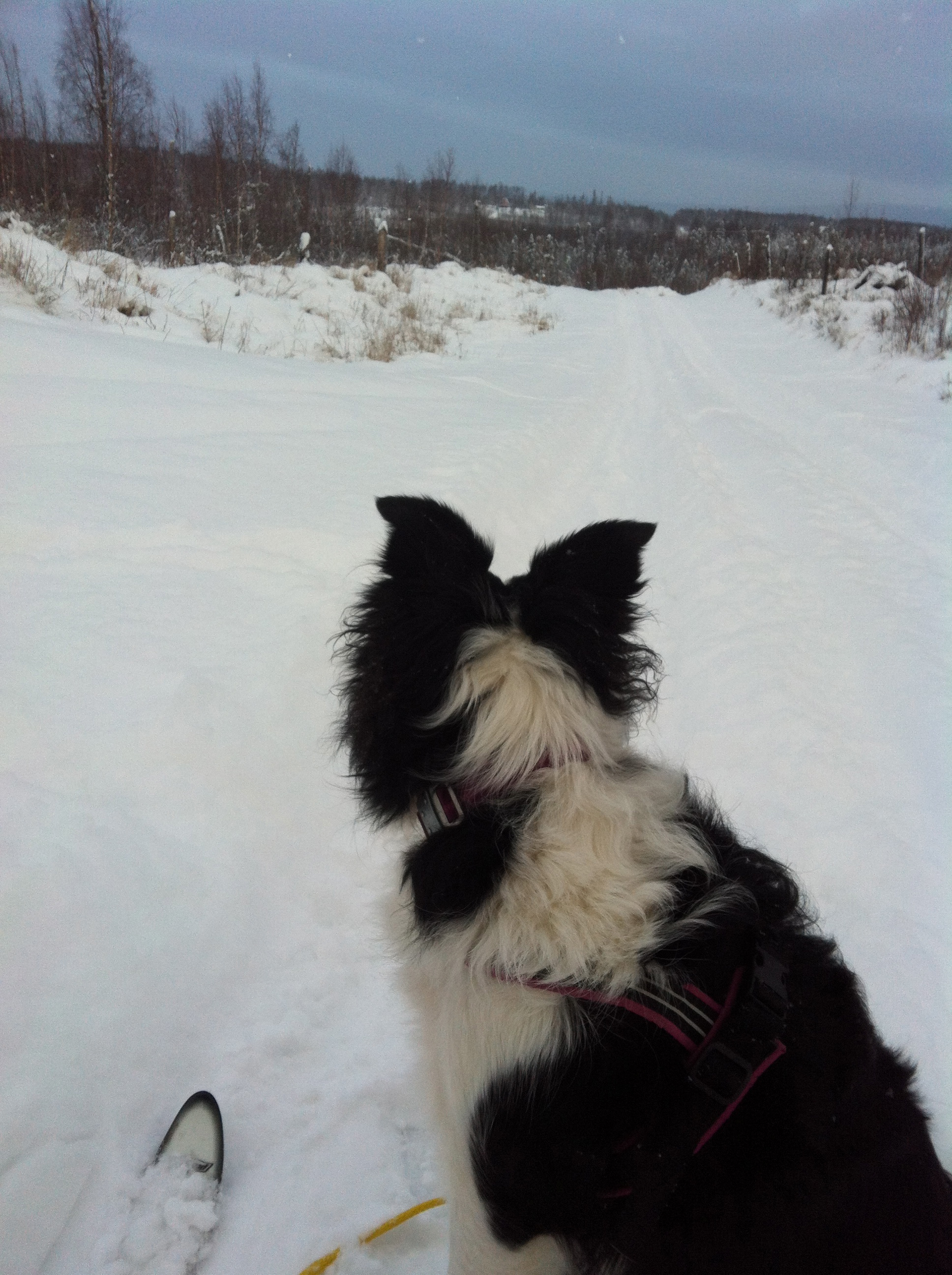 Jill and me skijoring.jpg