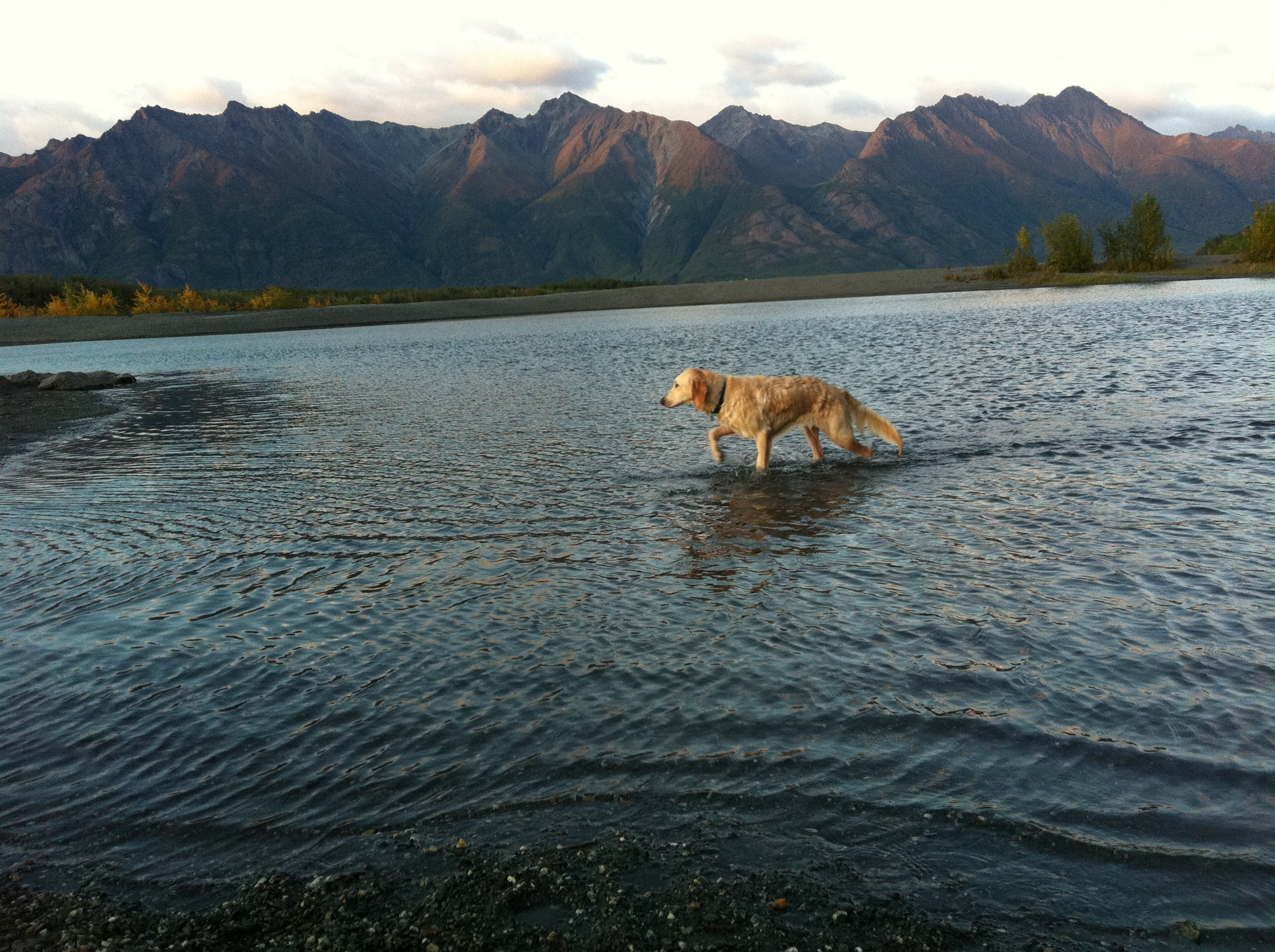 Leo in Matanuska River.jpg