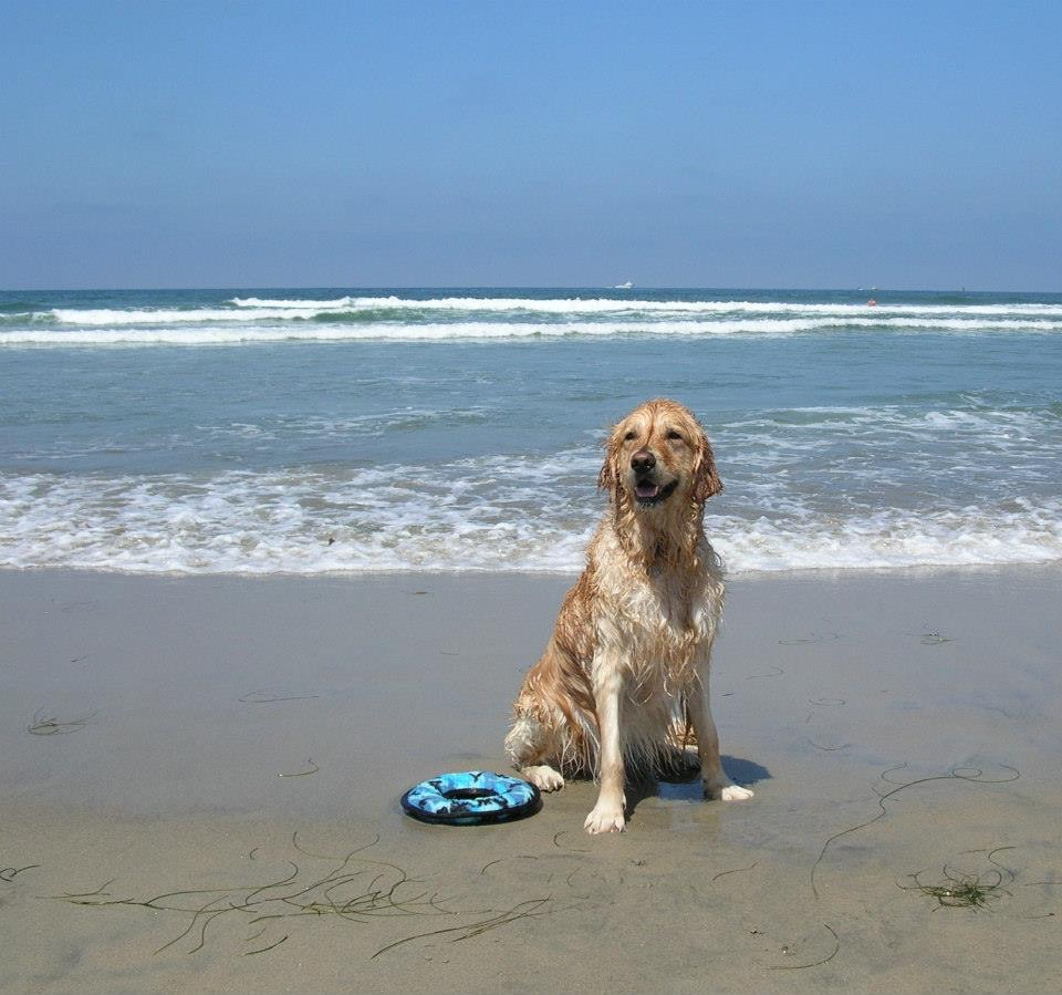 Tucker at dog beach.jpg