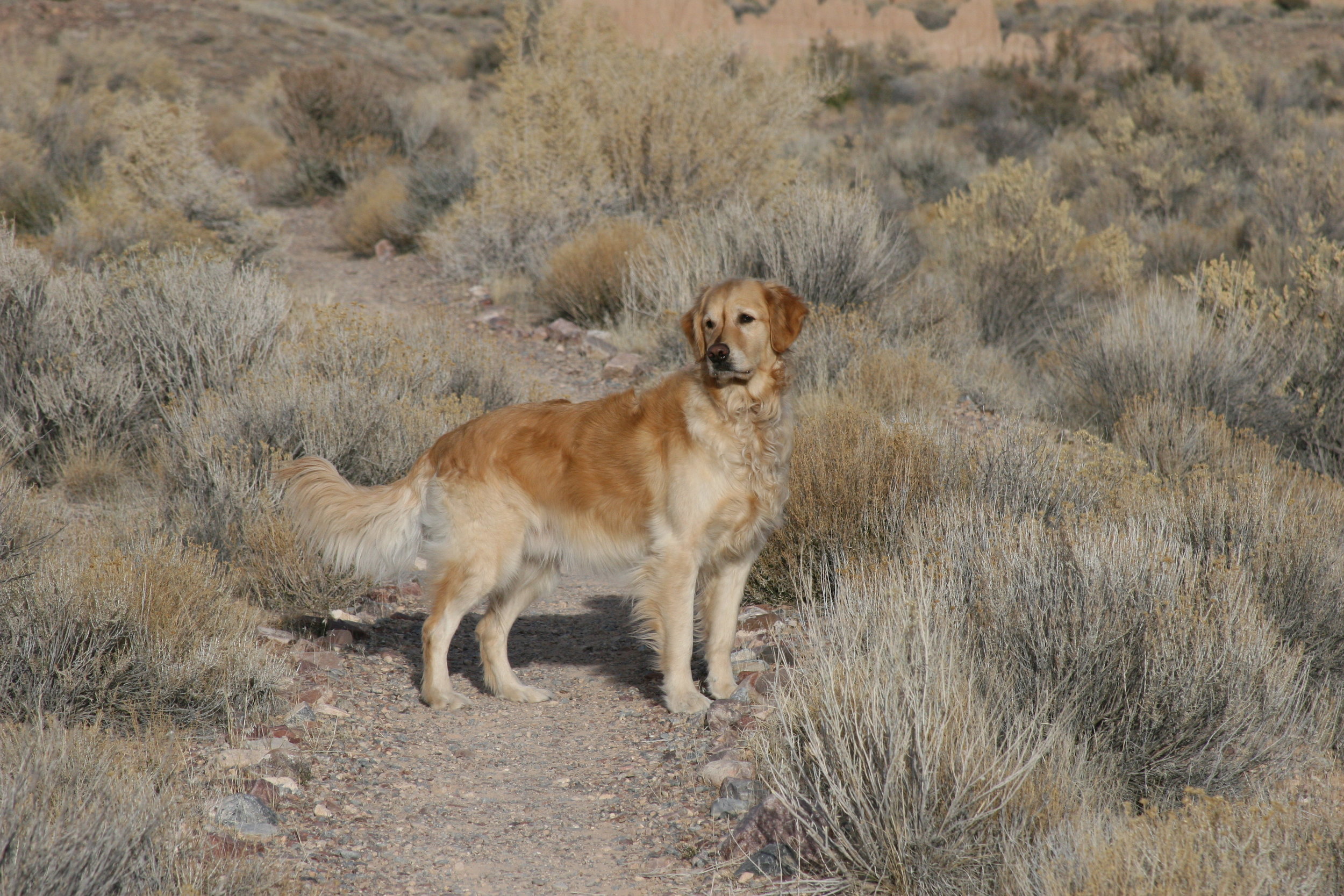 Tucker handsome in desert.jpg