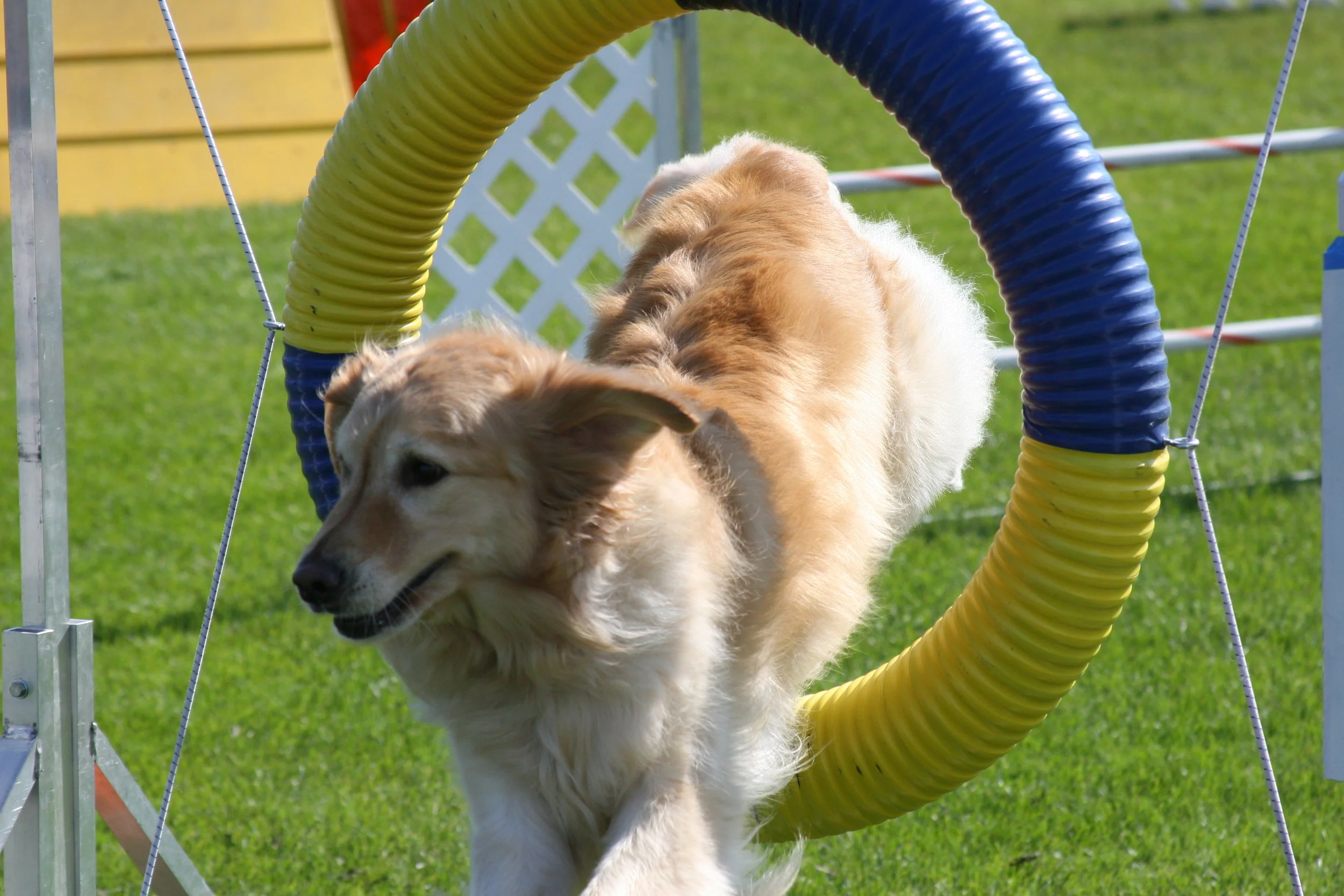 Agility Run-Throughs