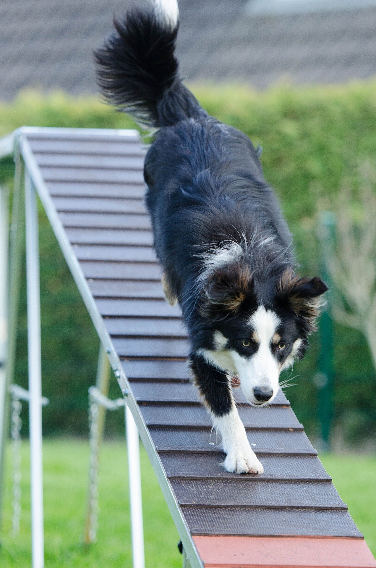 agility-748250_1920.jpg