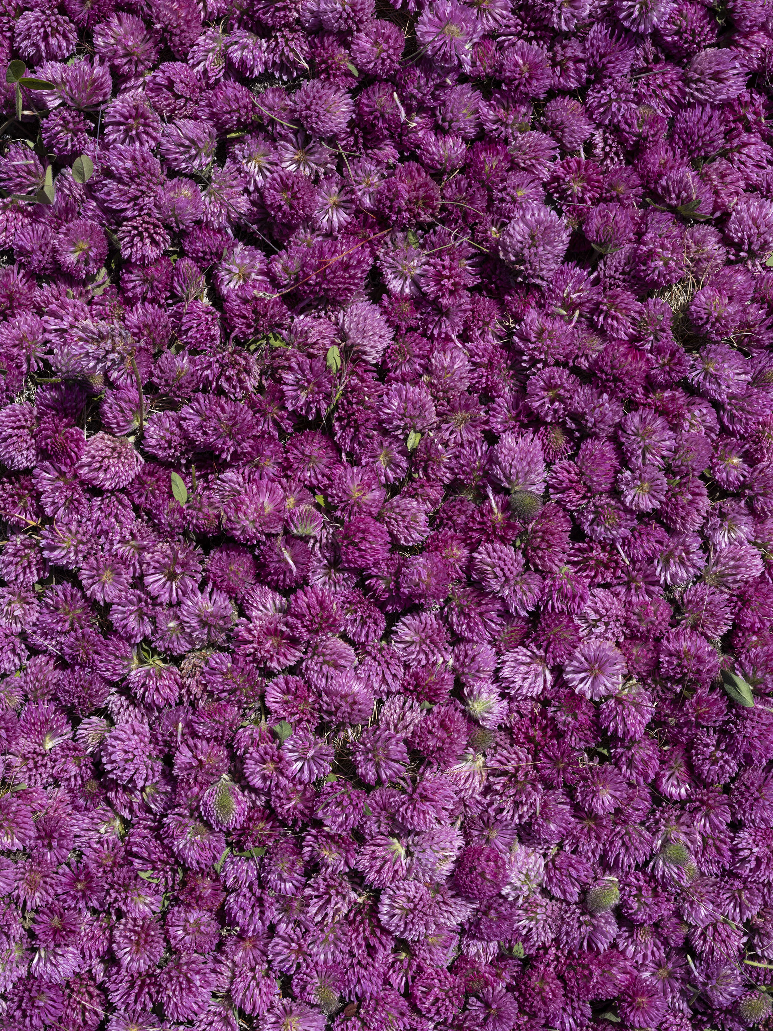 ST1_web-DSF1112  .jpg