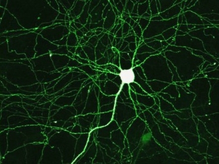 Self-Organization-vs--Emergence-1-pi.jpeg