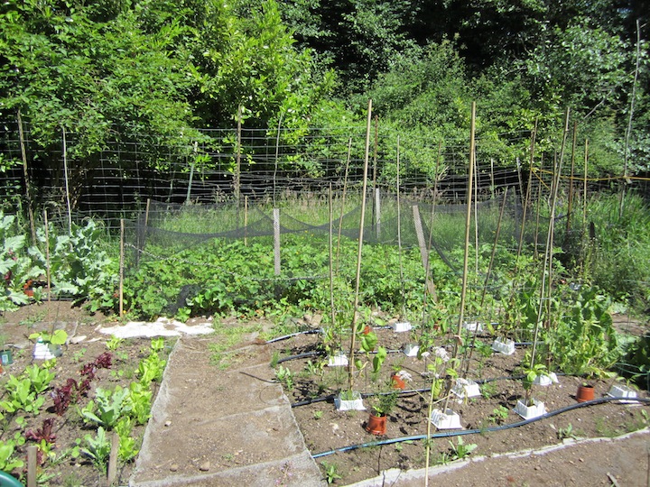 Birkat-HaShanim•Our-Garden.jpg