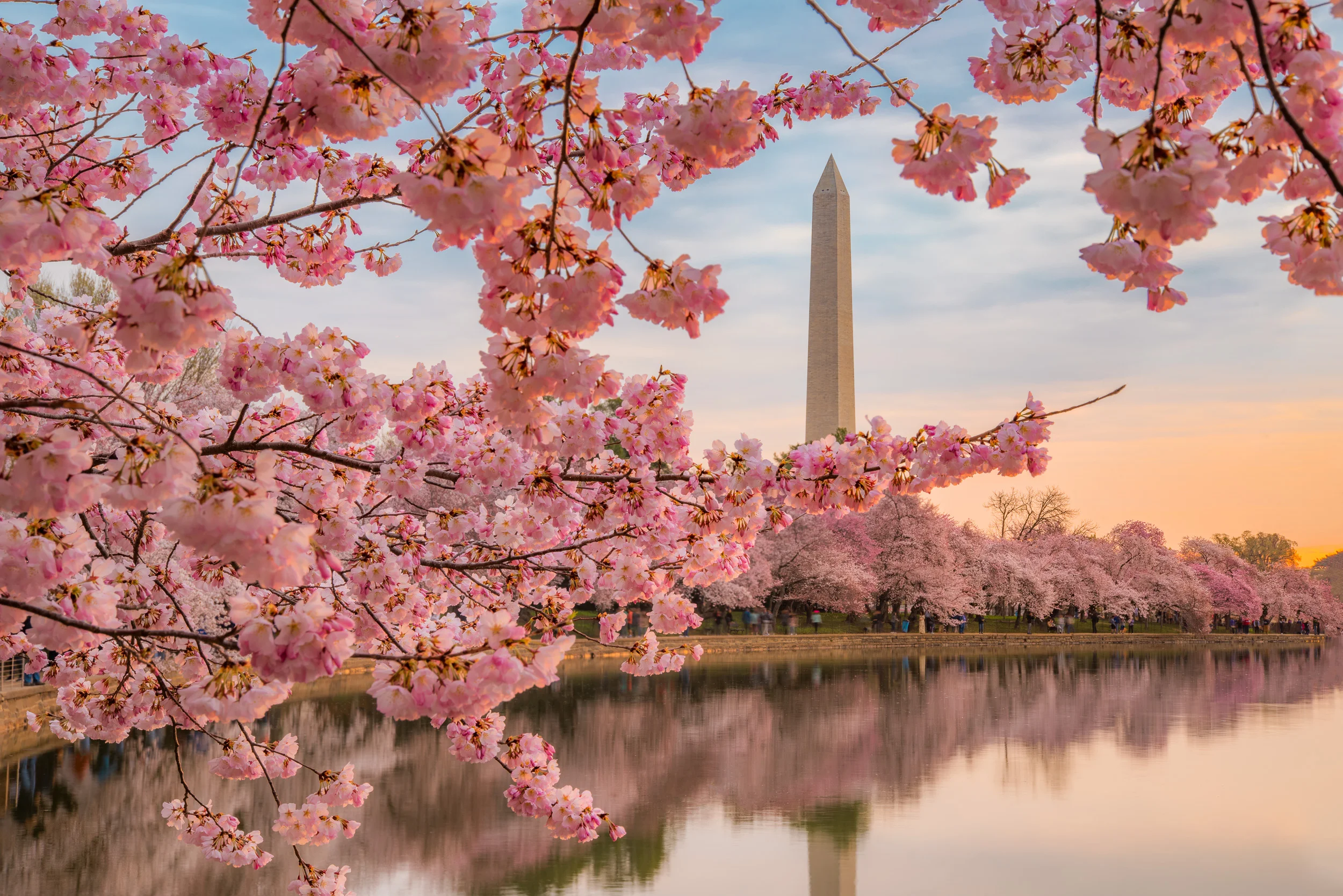 Cherry Blossoms
