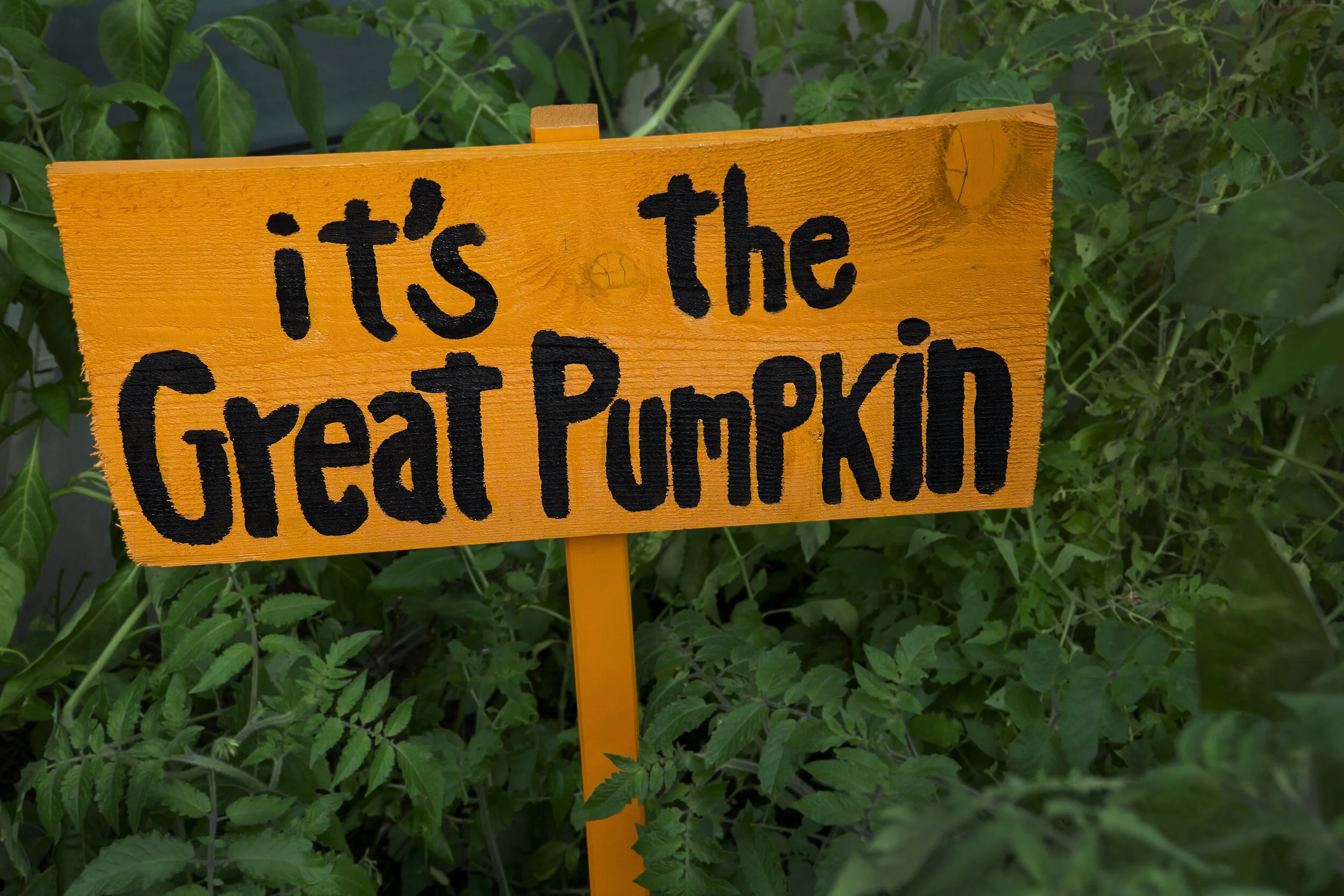Great Pumpkin Party - A Special Event for Members Aged 55+