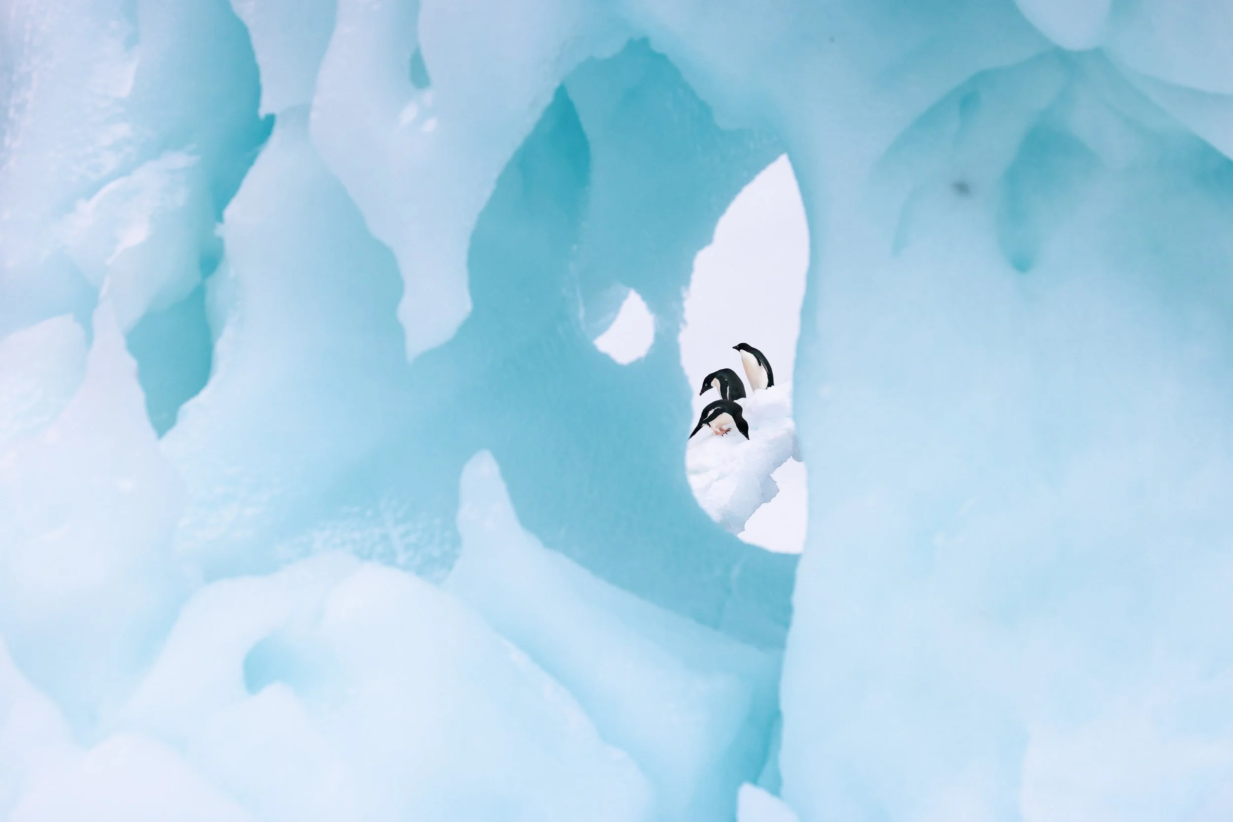 Paulet Island_Brooke Juhala-3.JPG