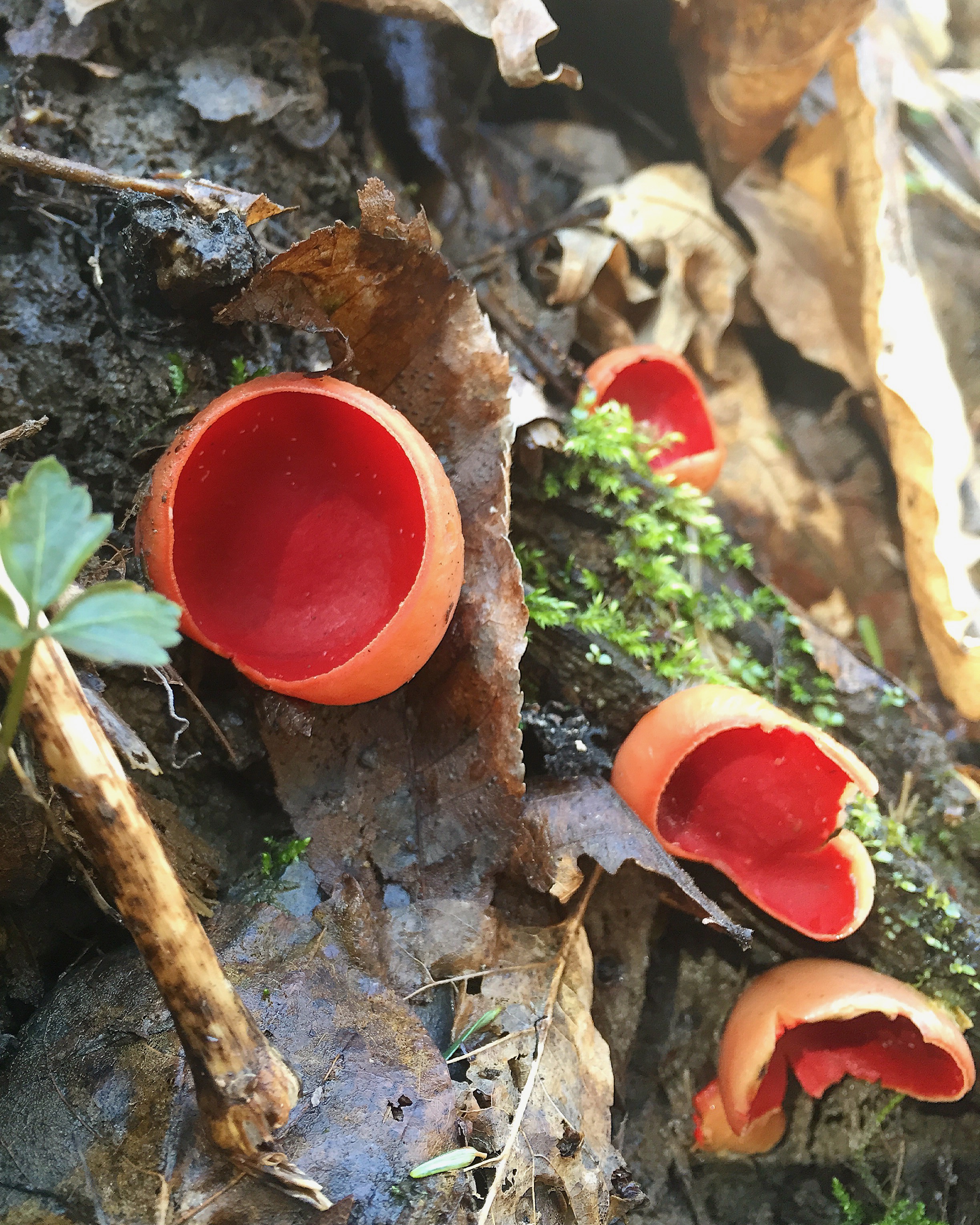Sarcoscypha coccinea