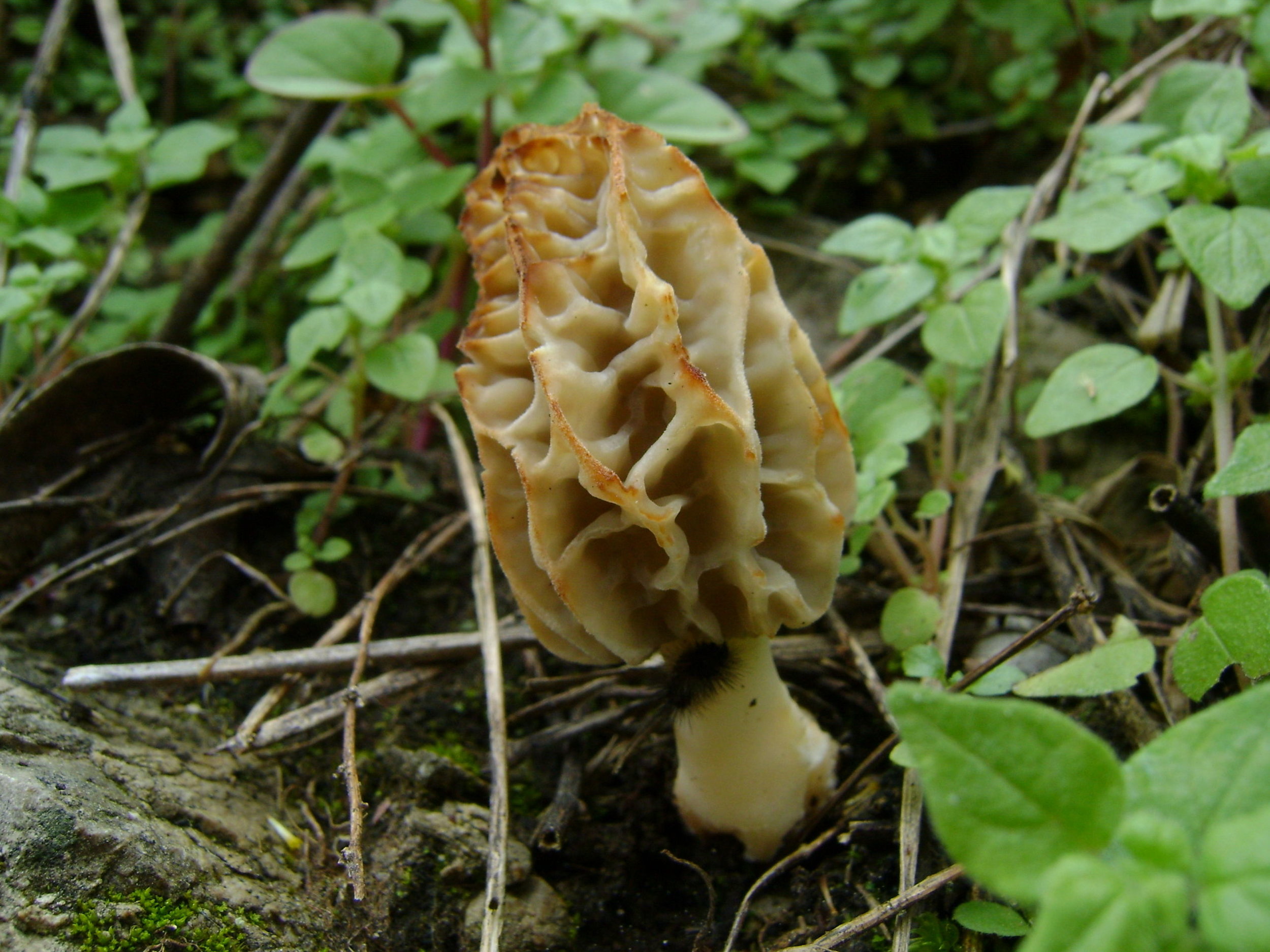 Morchella rufobrunnea (white)