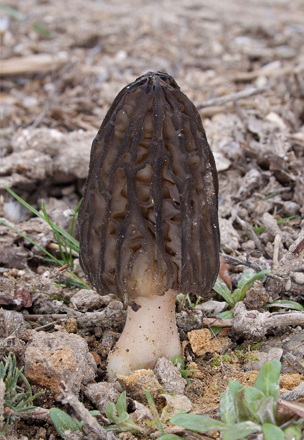 Morchella elata (black)