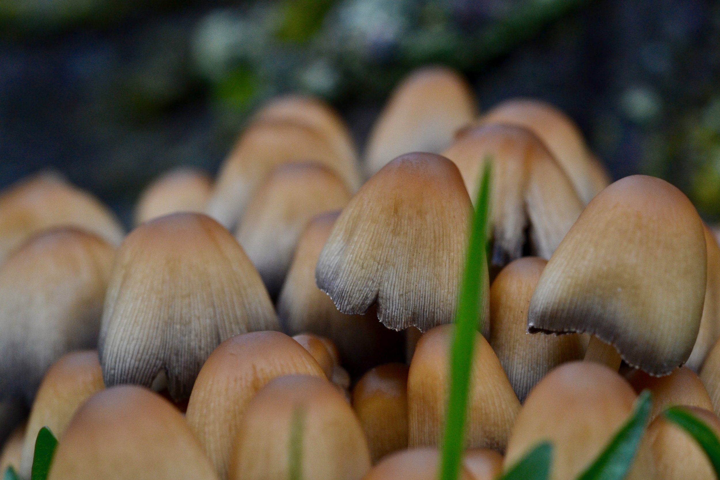Urban DeliquescenceWhat makes an ink cap ooze?