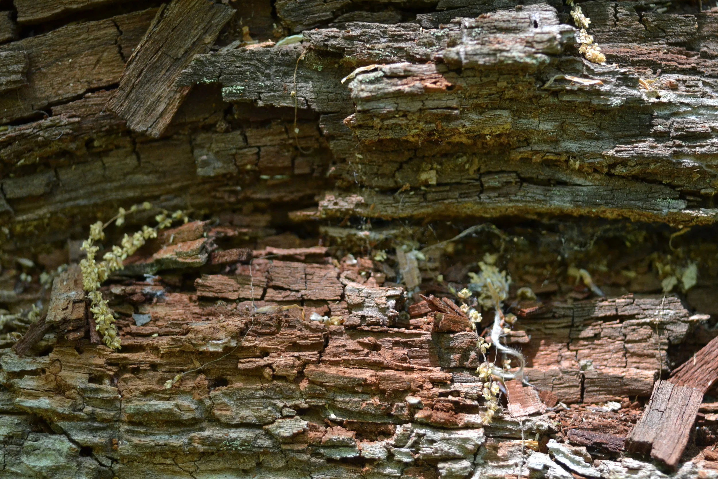 Learn about the different wood rots!