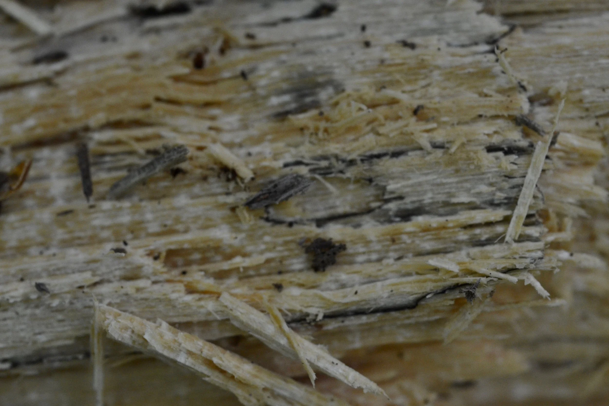 Learn about the different wood rots!