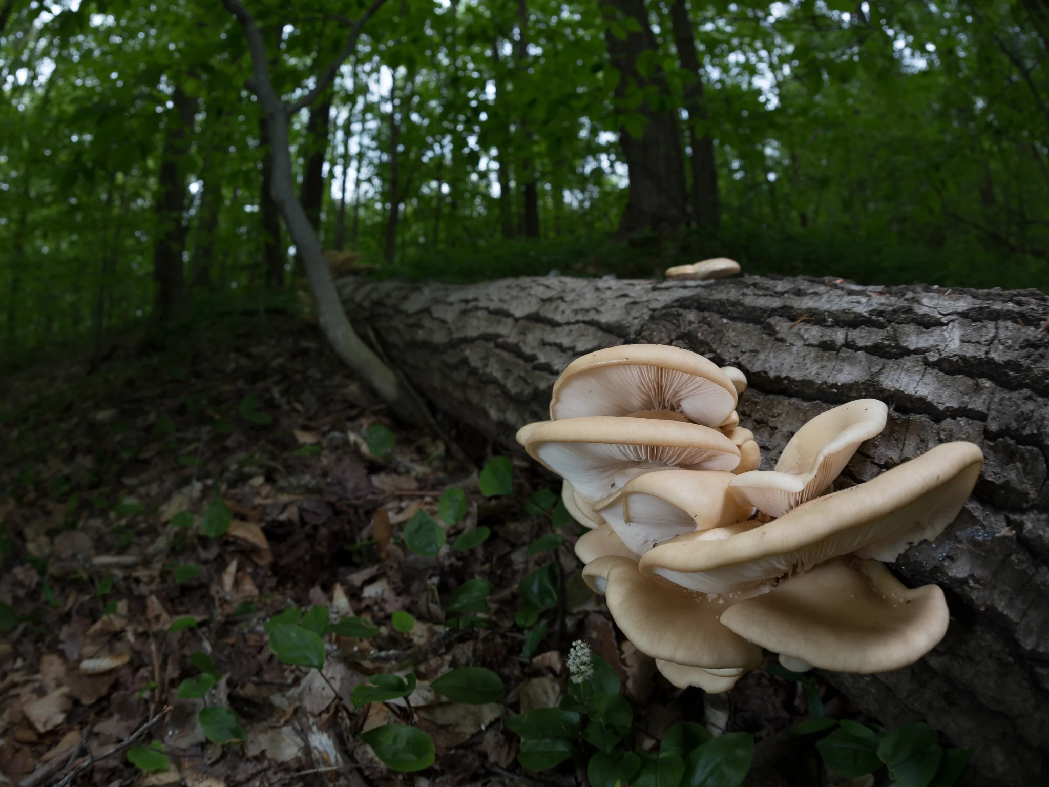 Oyster mushrooms can manipulate their own microclimate. Photo by Zachary Cava.