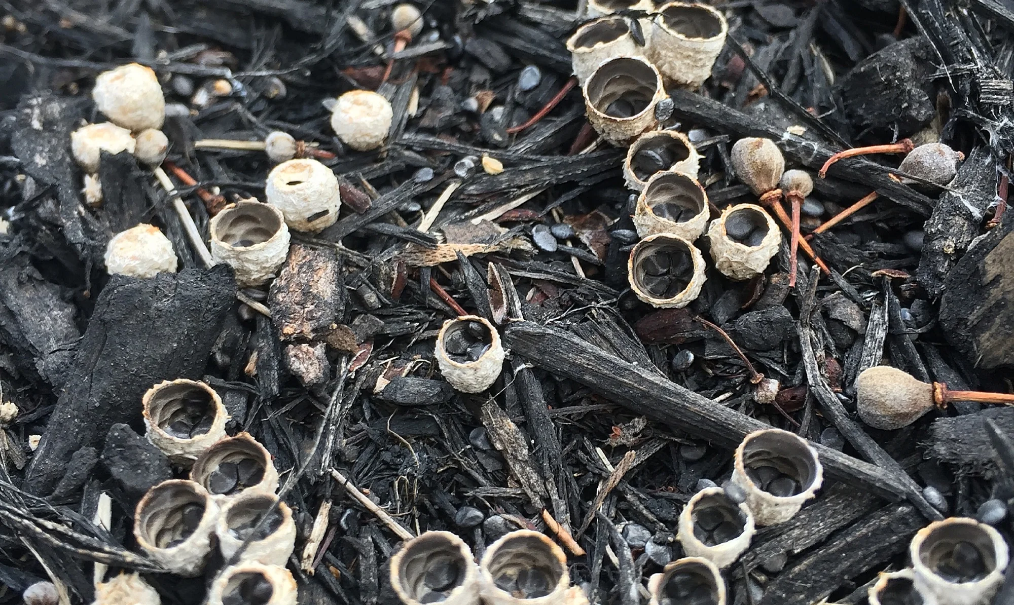 Bird's nest fungi (Family: Nidulariaceae) with its pillows of spore filled tissue.