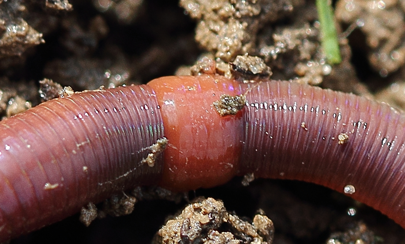 Invasive earthworms-Changing ecosystems in North America from the bottom up.