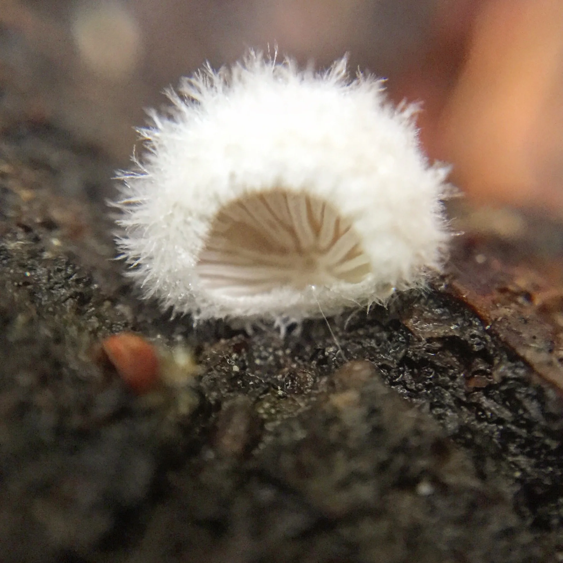 FUNGIFRIDAY The common split gill; Schizophyllum commune