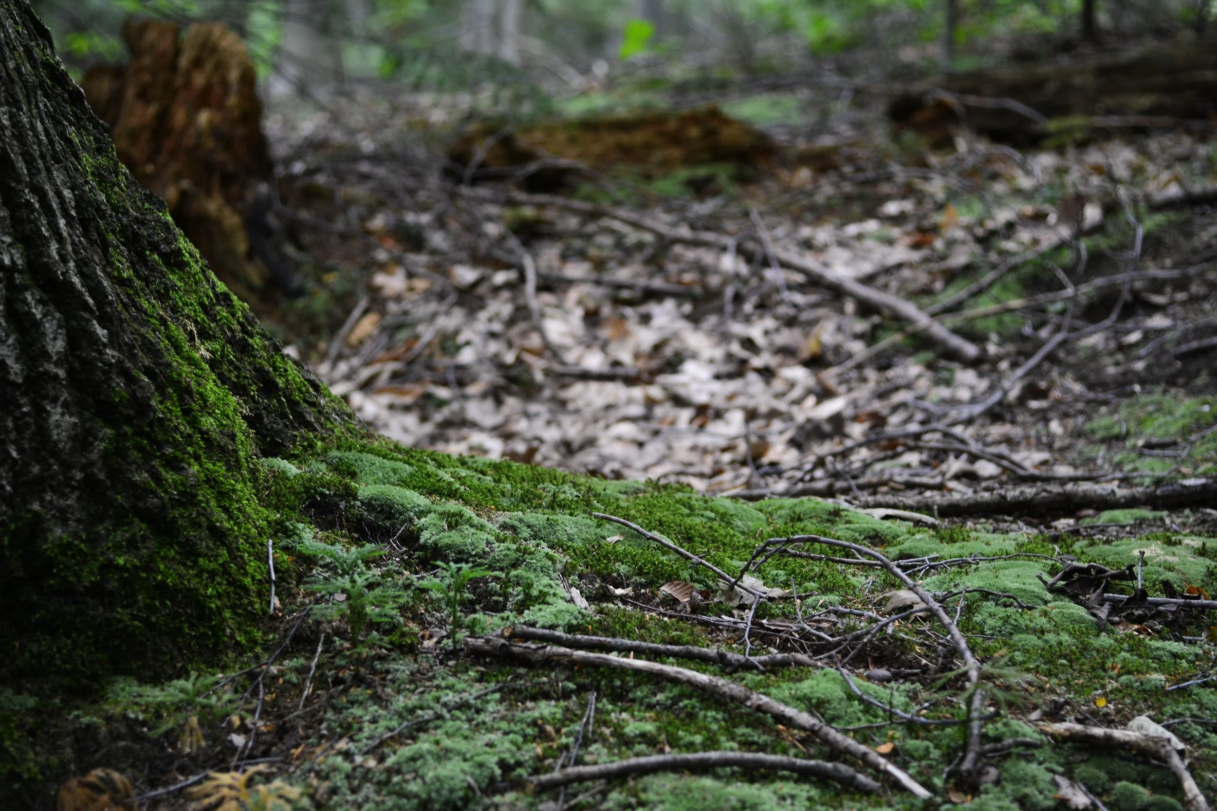 Forest Floor Narrative