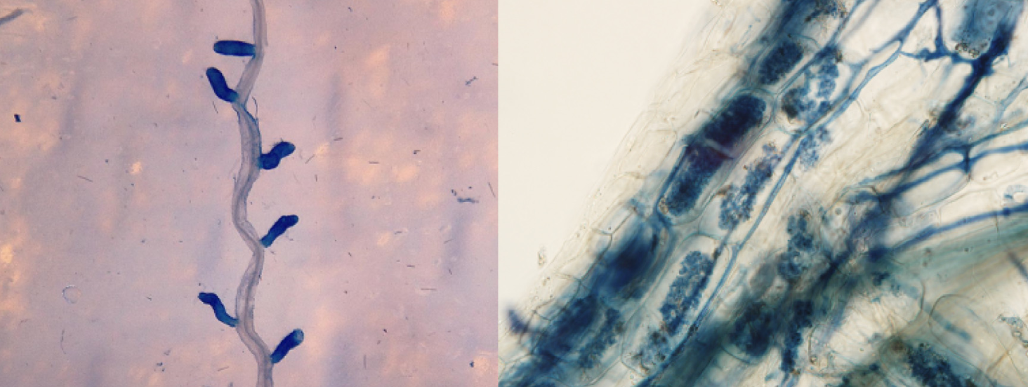 Ectomycorrhizas (left panel) and arbuscular mycorrhizas (right panel). Albornoz et al. 2016 . 