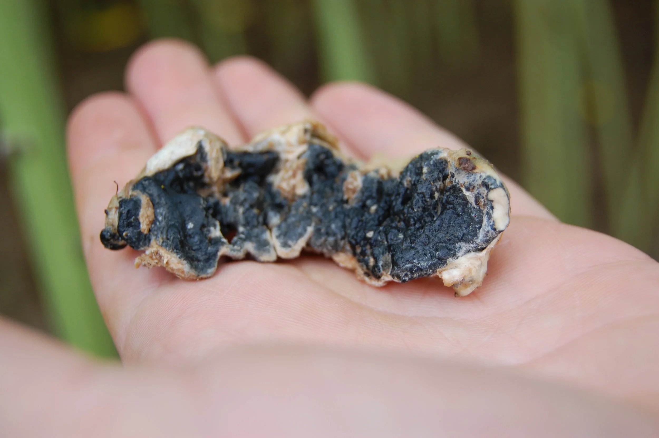 A sclerotium from Sclerotinia sclerotiorum, 