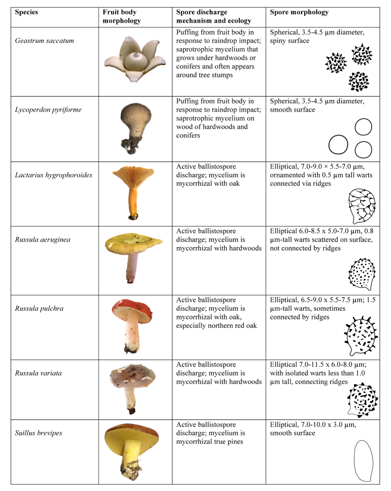 Types Of Fungal Spores